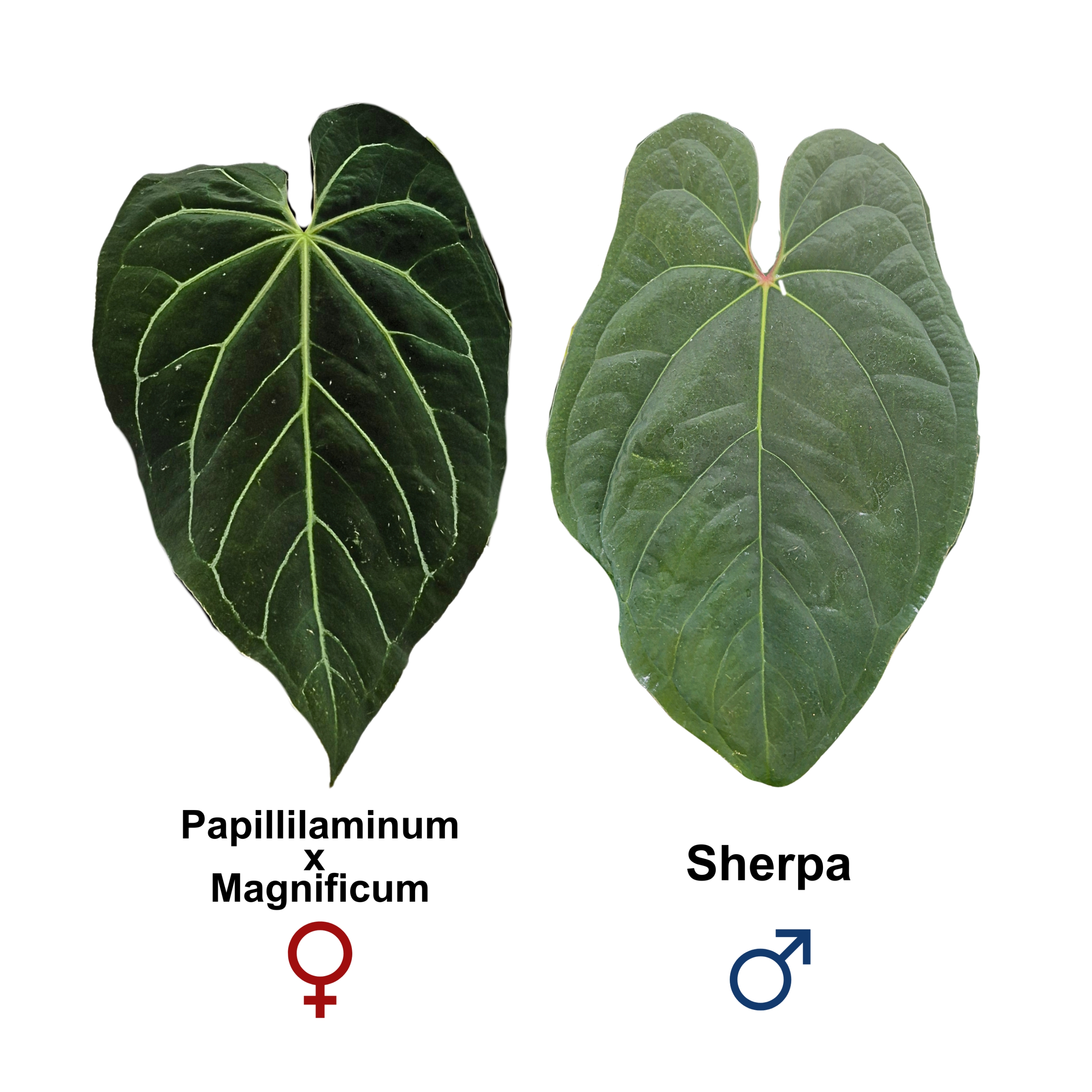 (Papi x Magni) x Sherpa