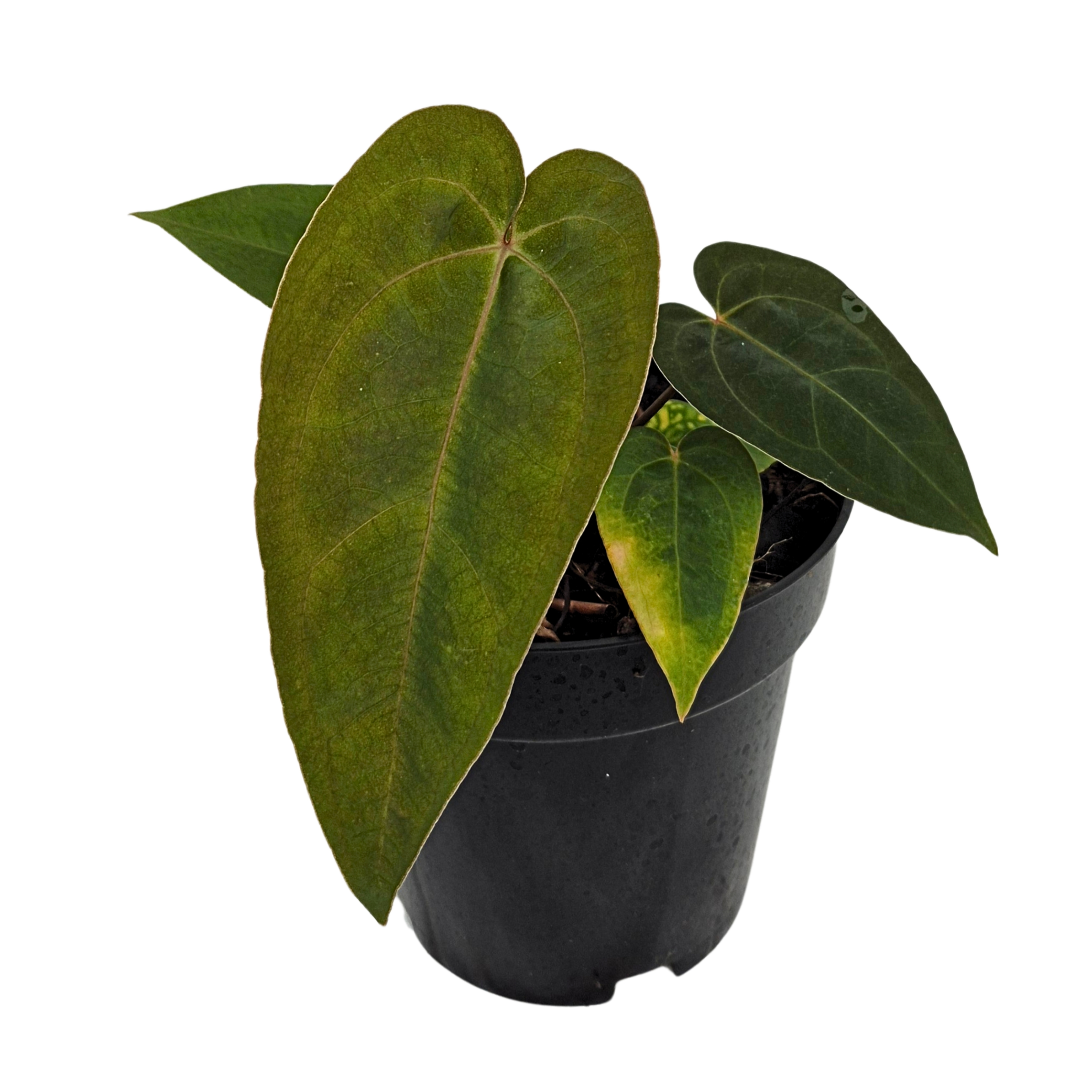 (Ralph Lynam x Fortsherman) x Black Velvet Mr. Red