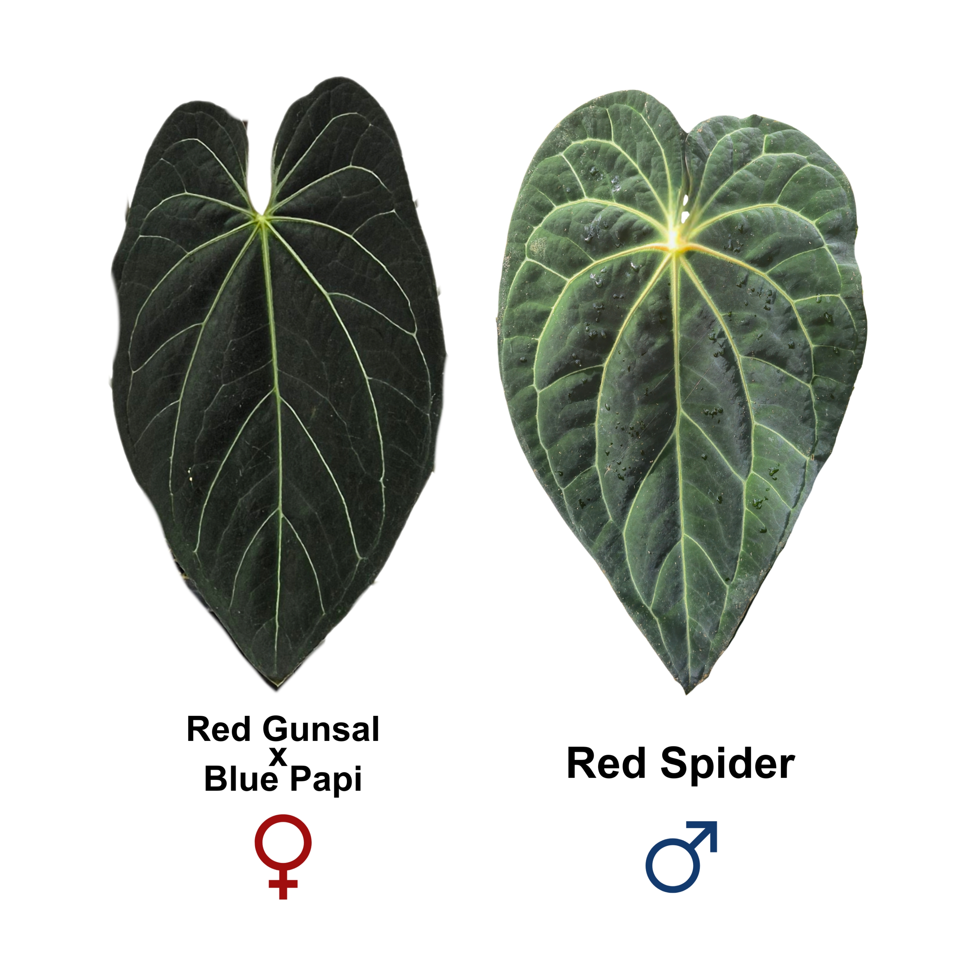 Red Gunsal (x Blue Papi) x Red Spider