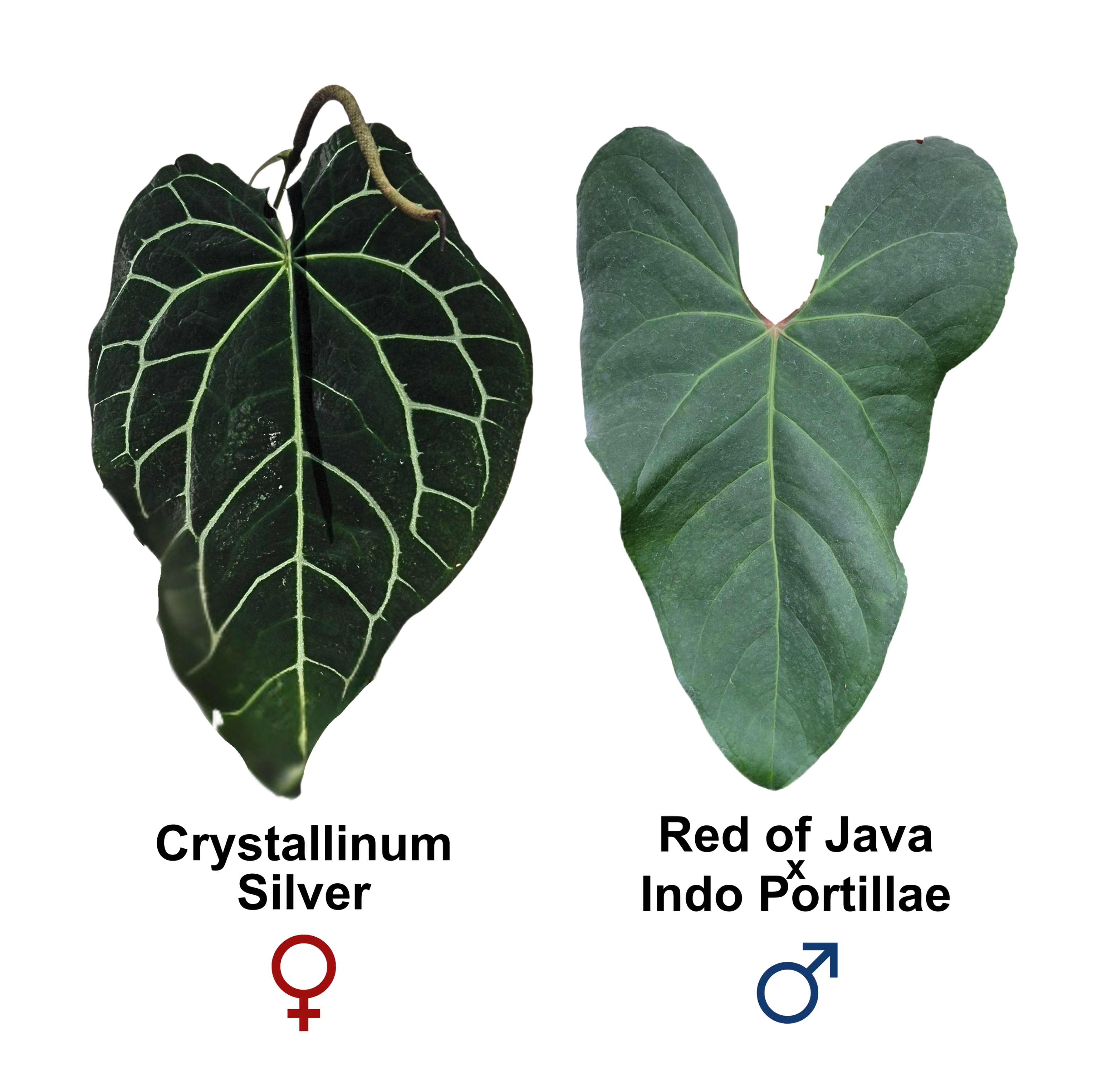 Crystallinum Silver x Red of Java (x Indo Portillae)
