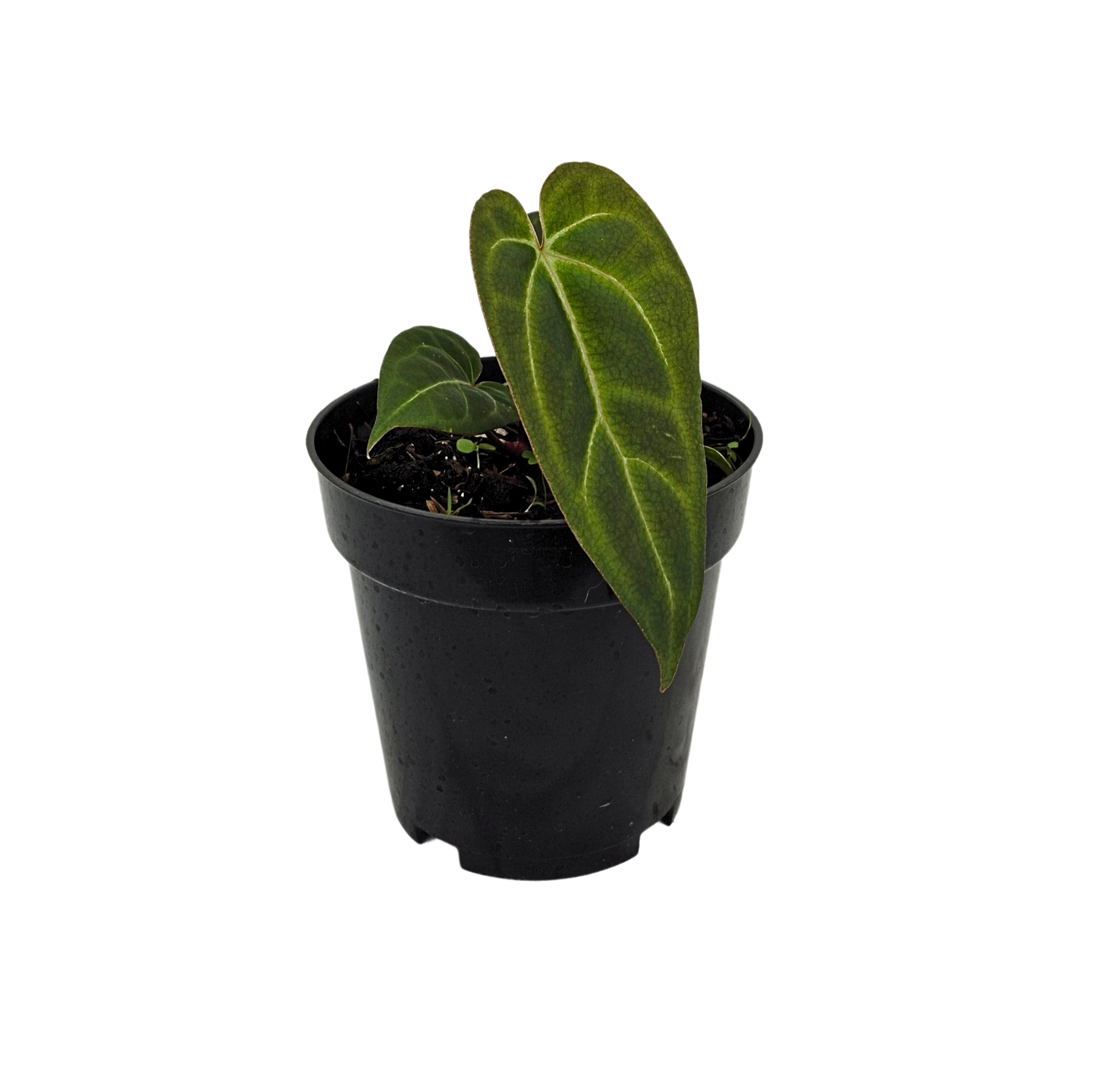 Red Gunsal (x Blue Papi) x Red Spider