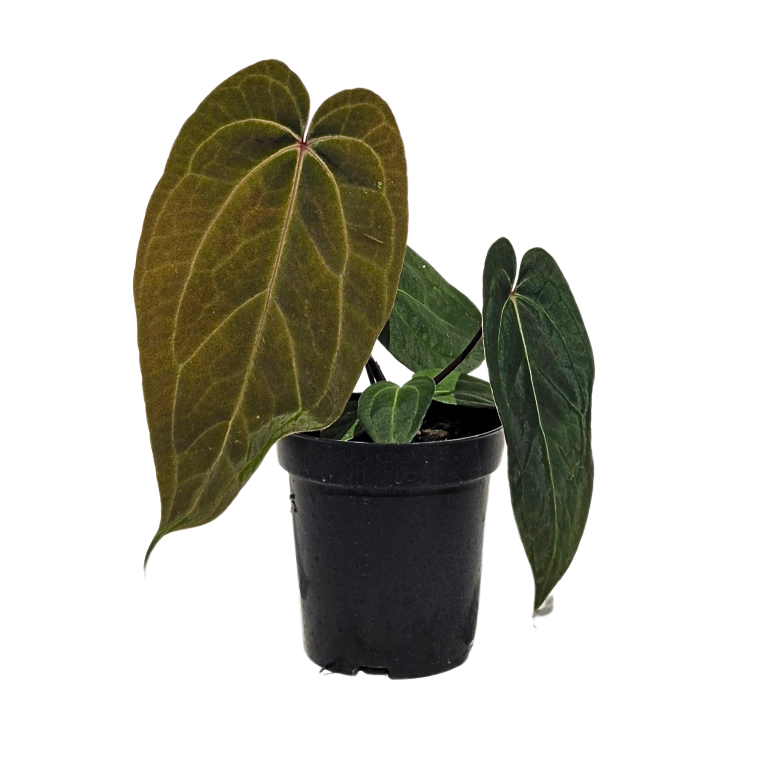 Puntadewa x Crystallinum