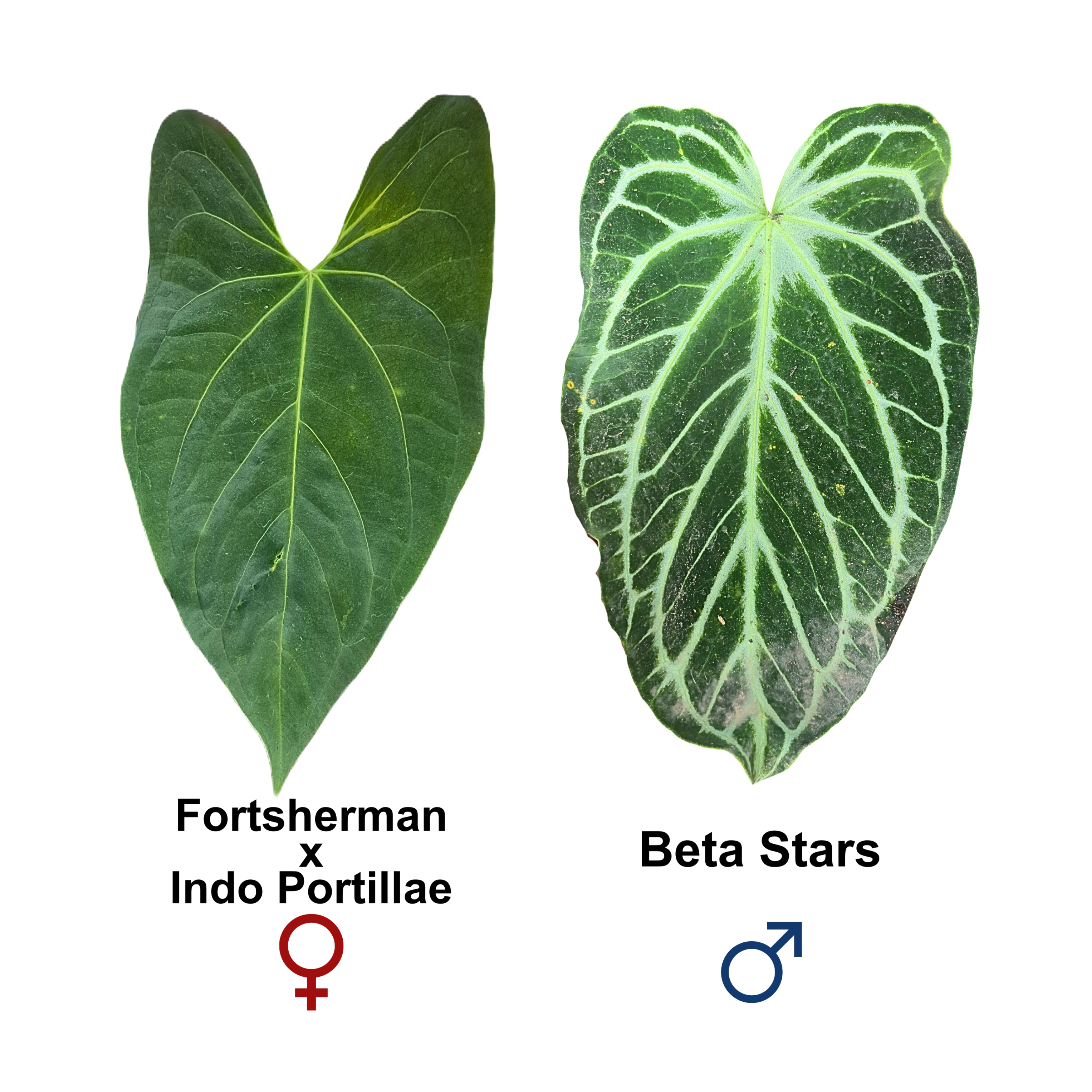 (Fortsherman x Indo Portillae) x Beta Stars