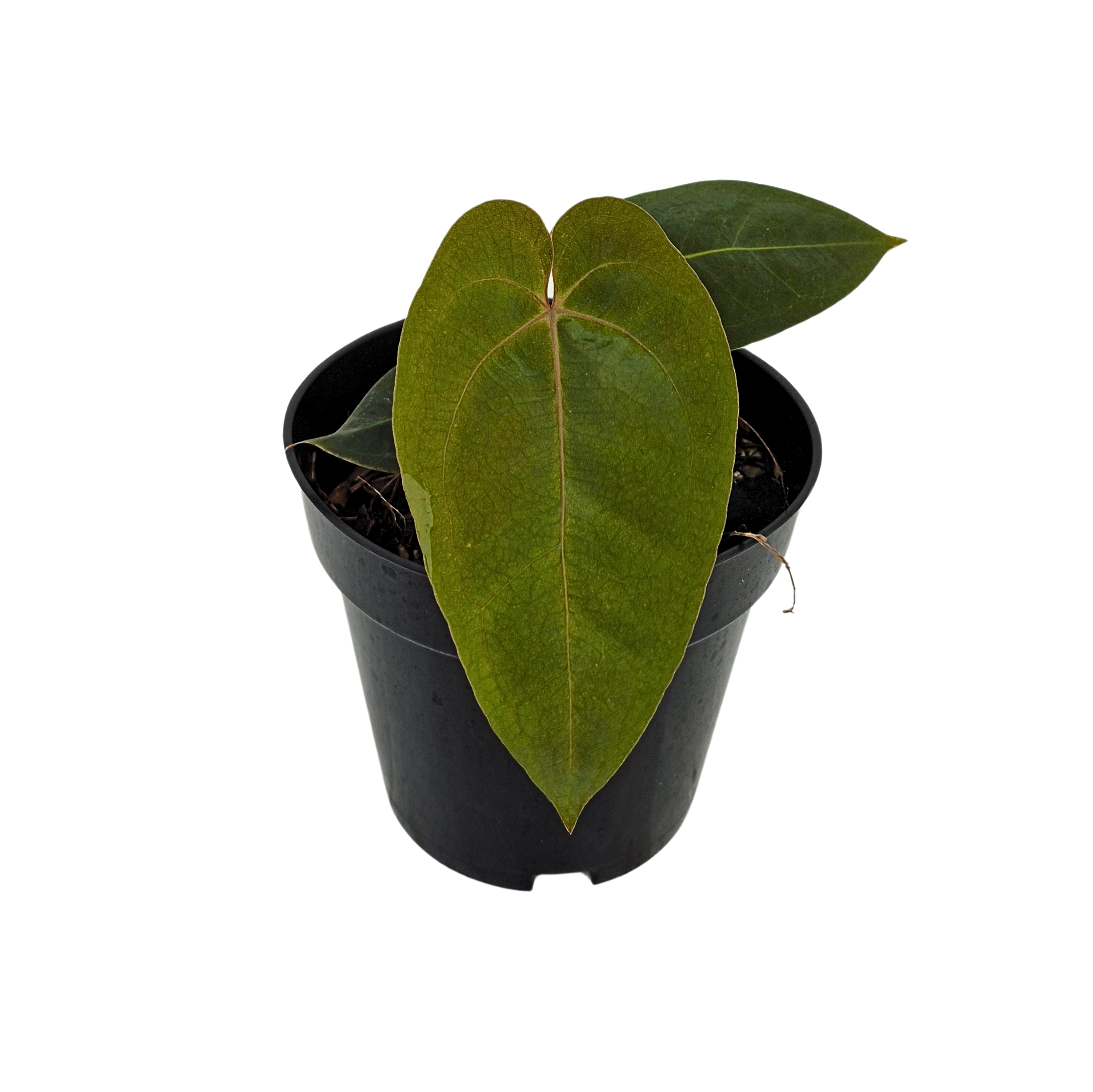 (Ralph Lynam x Fortsherman) x Black Velvet Mr. Red