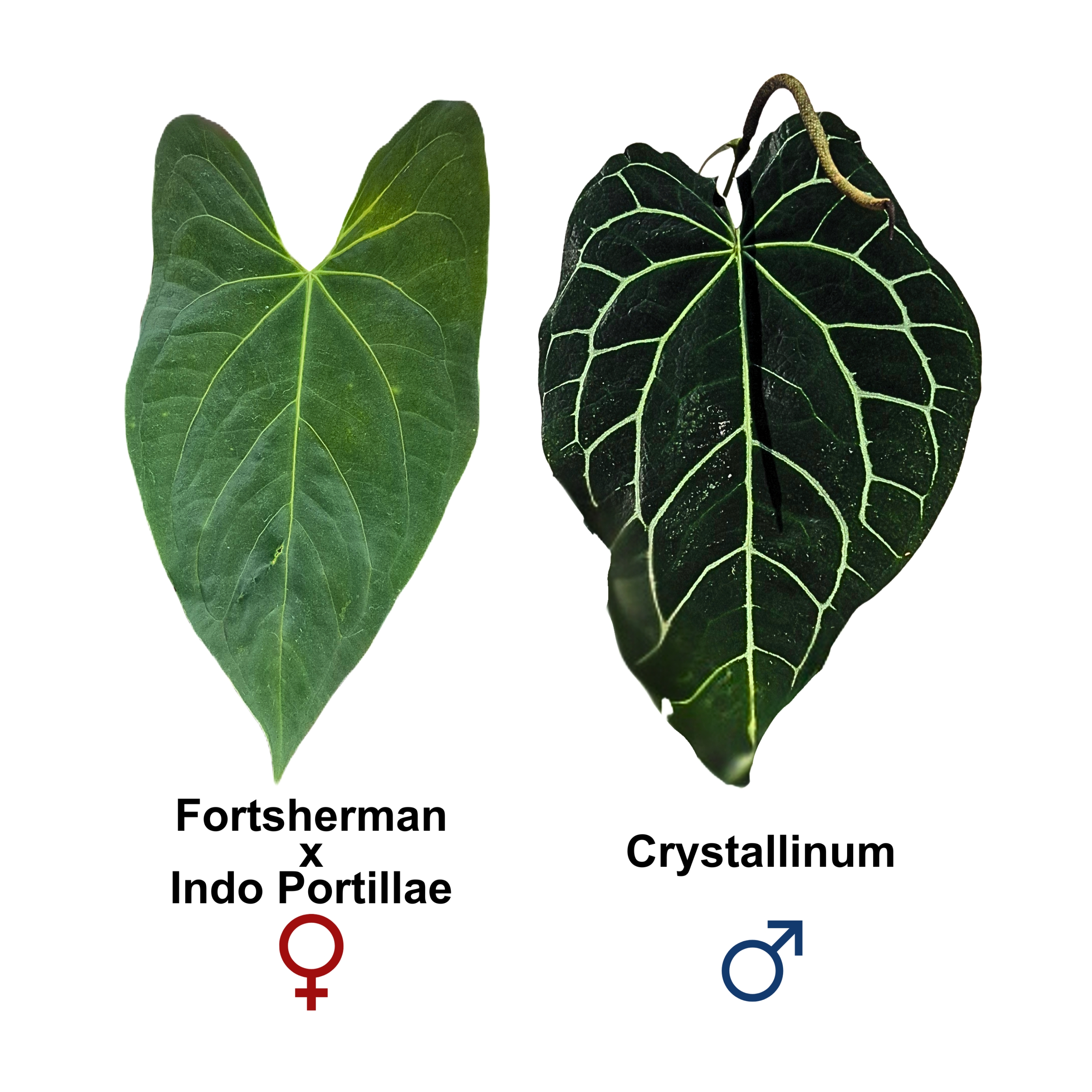 (Fortsherman x Indo Portillae)  x  Crystallinum