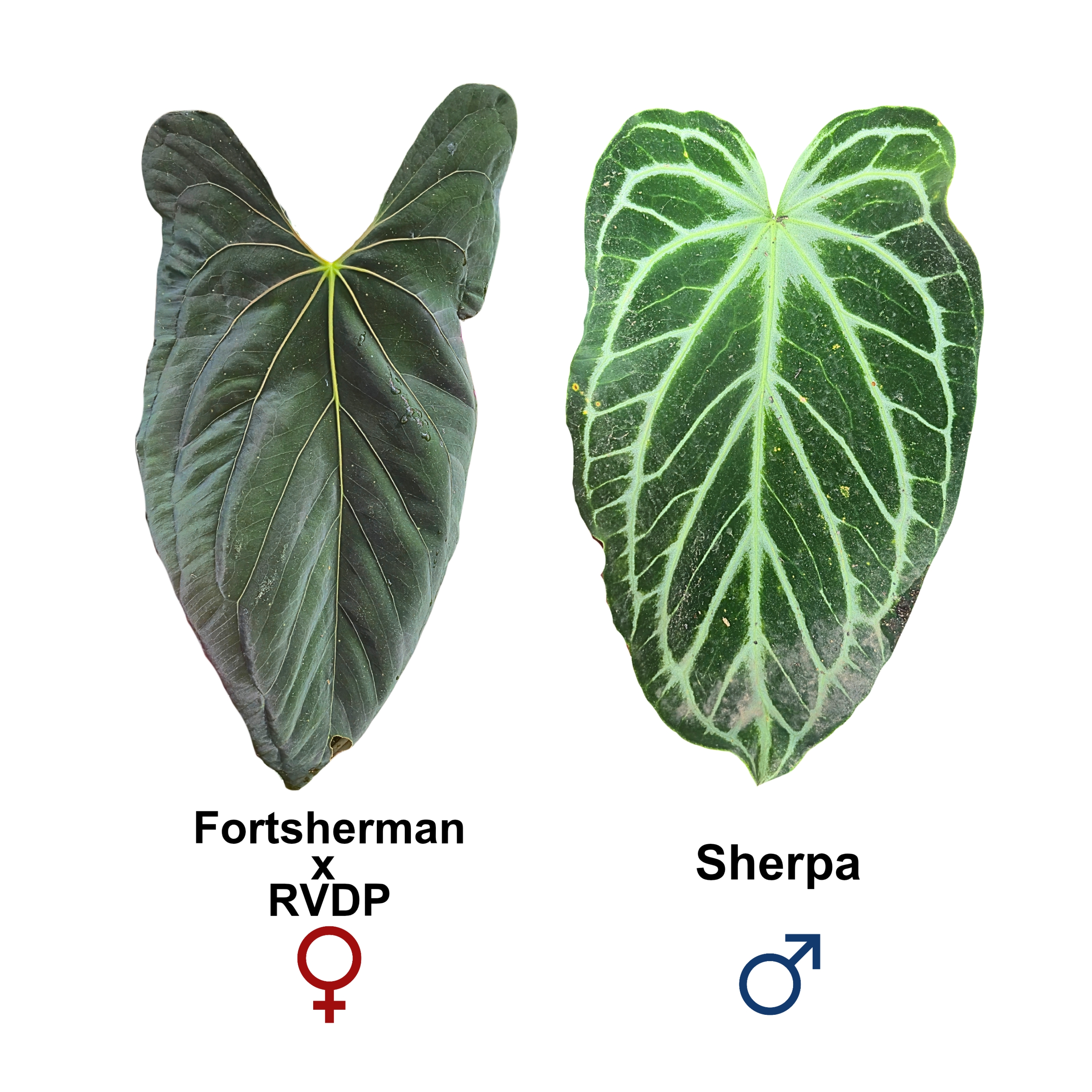 (Fortsherman x RVDP) x Beta Stars