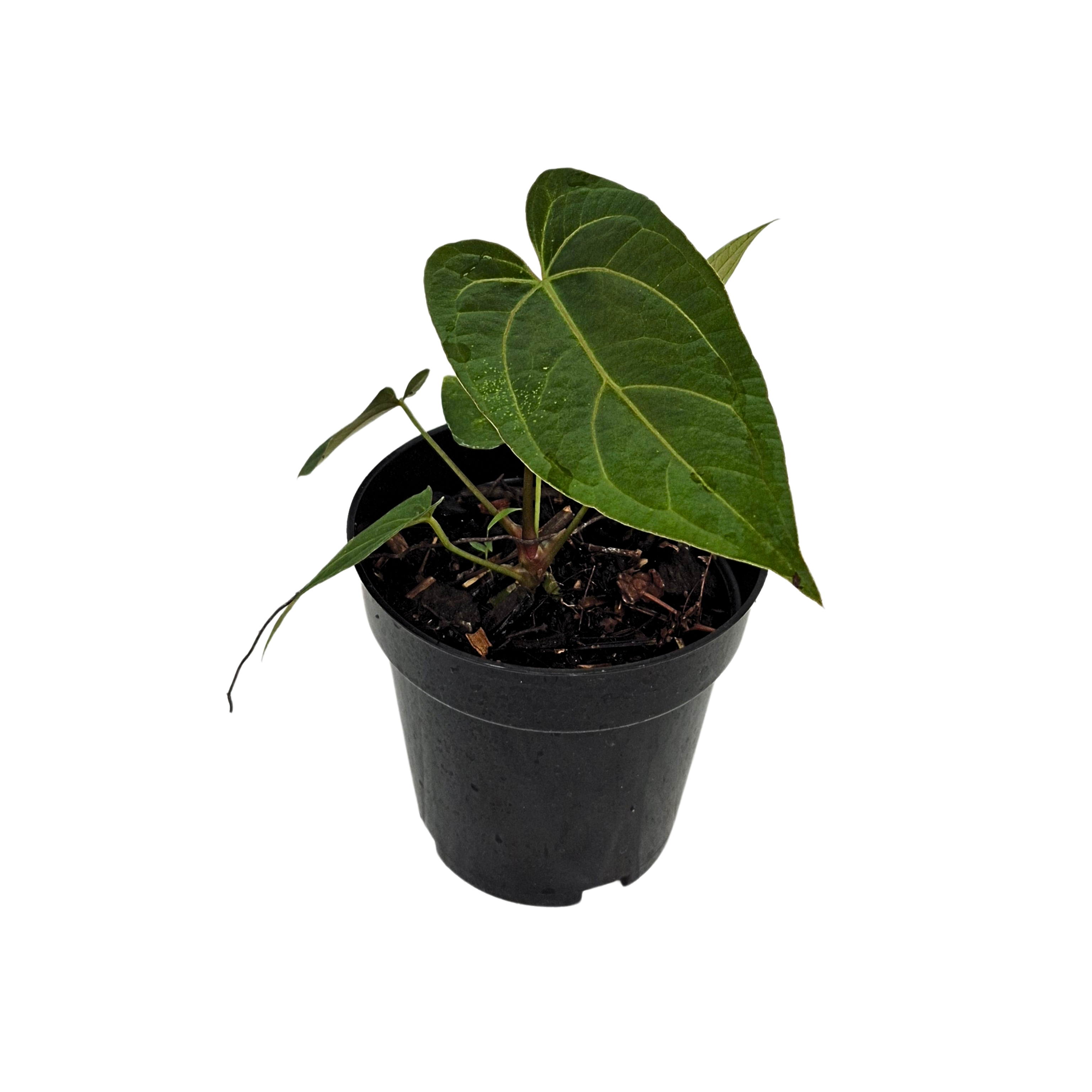 (Fortsherman x RVDP) x Beta Stars