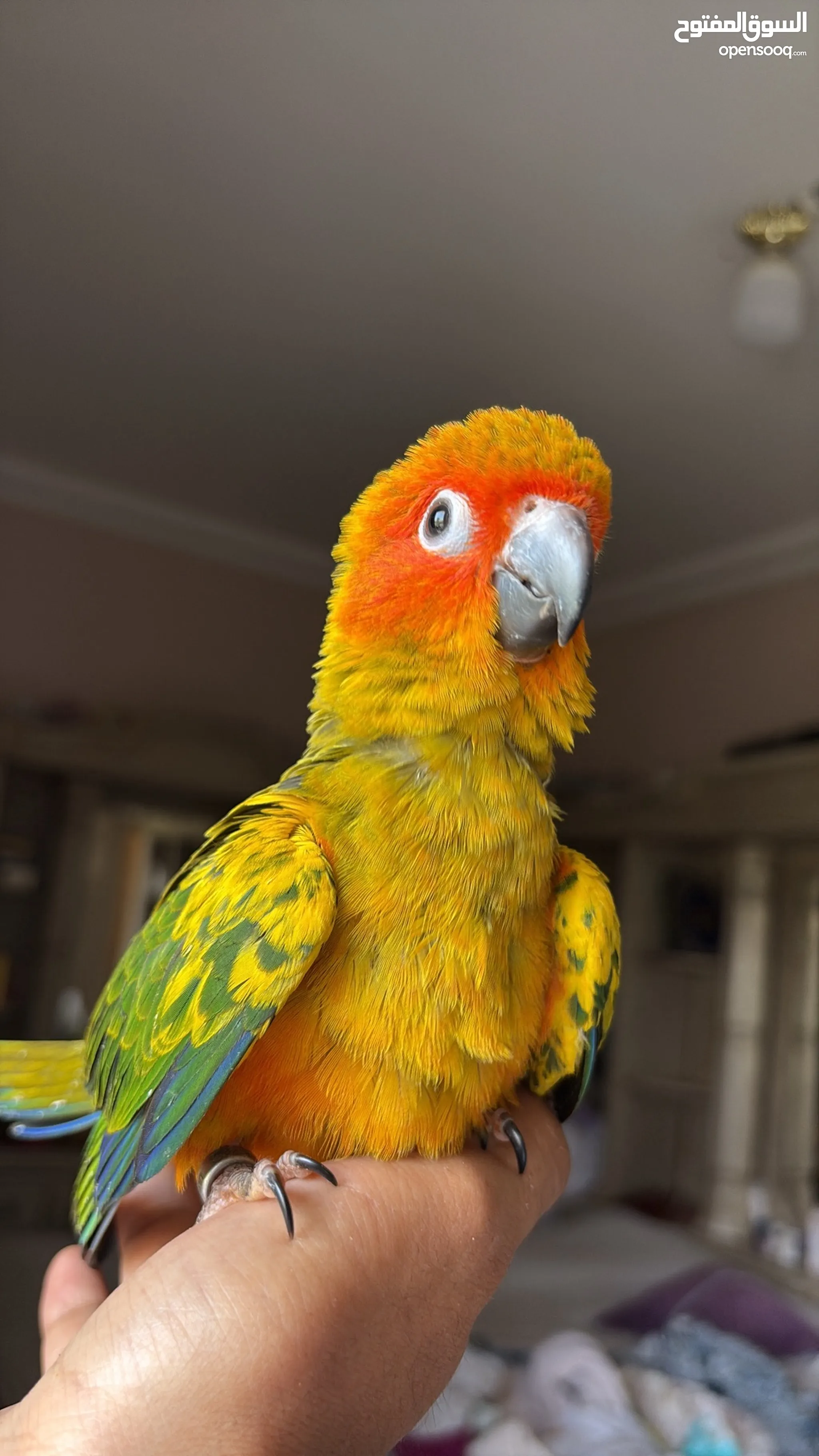 ببغاء سنكونور