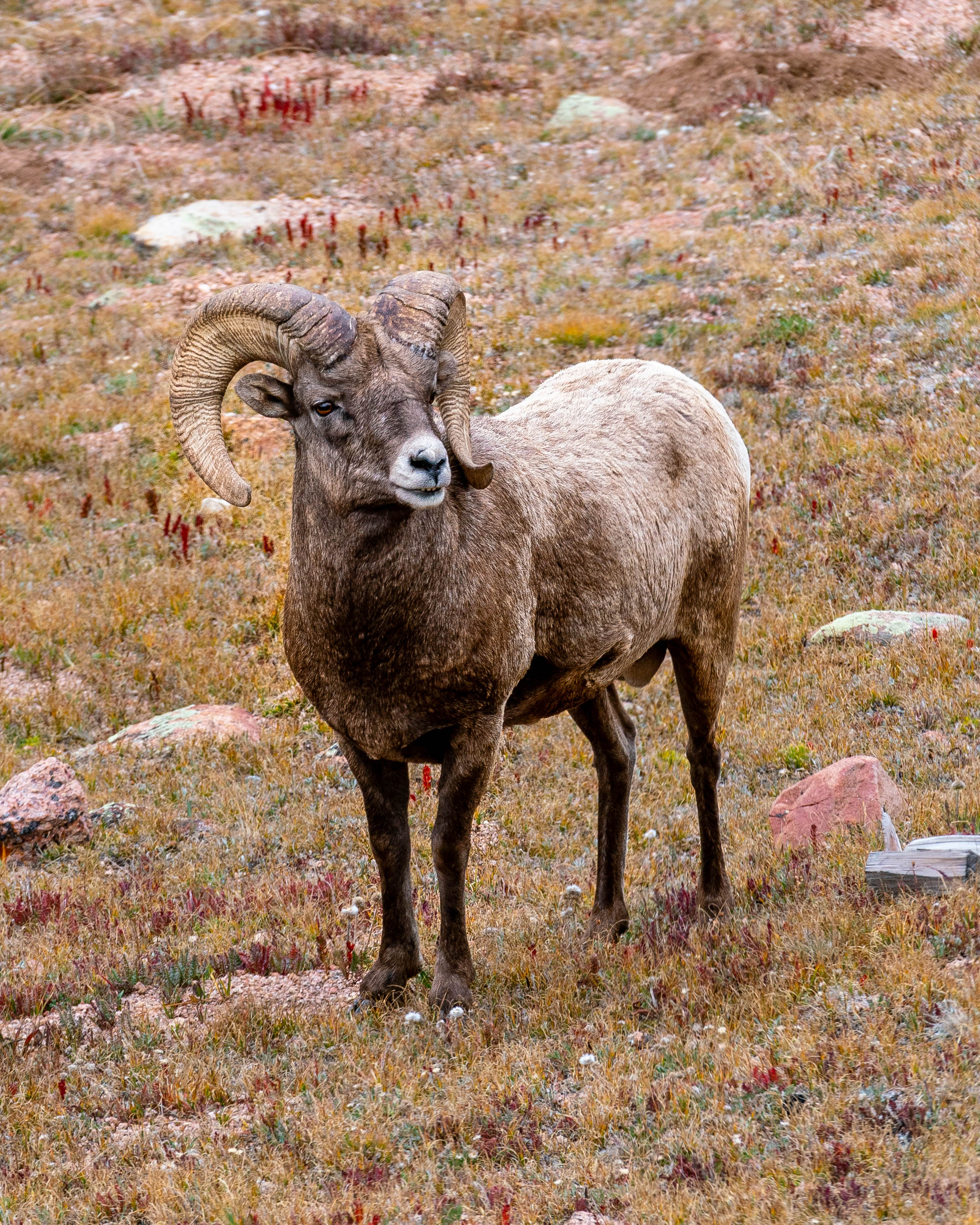 Bighorn Sheep