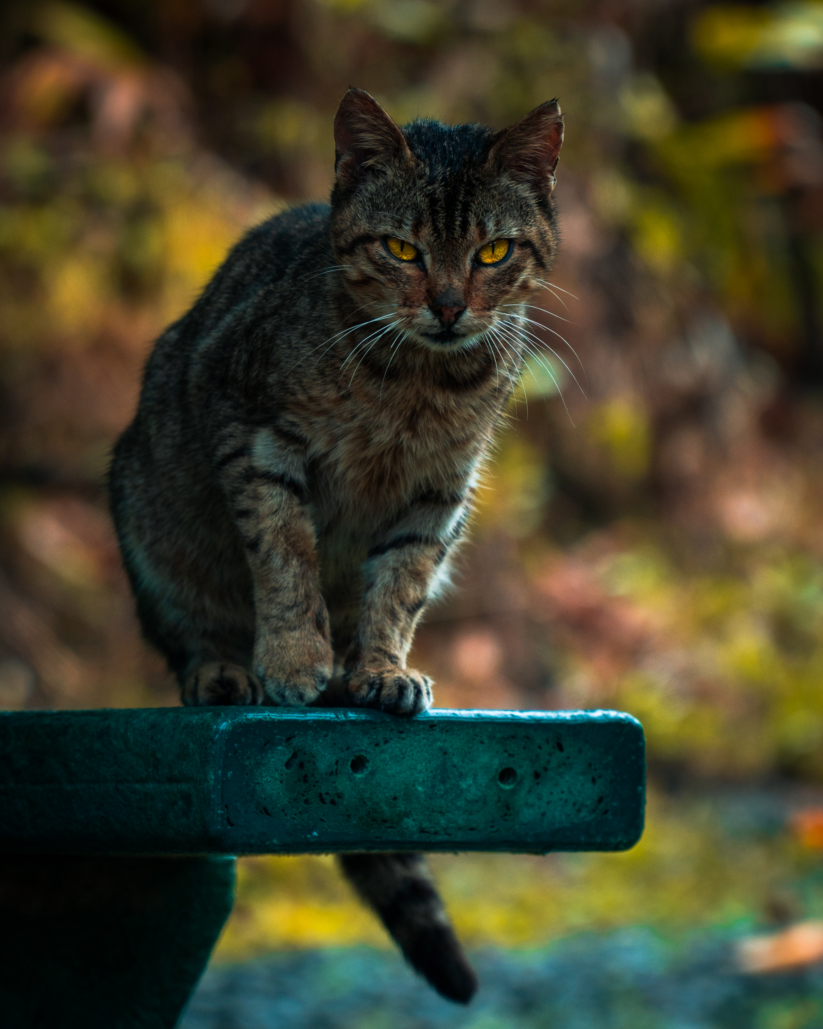 Beautiful Jungle Tabby Cat