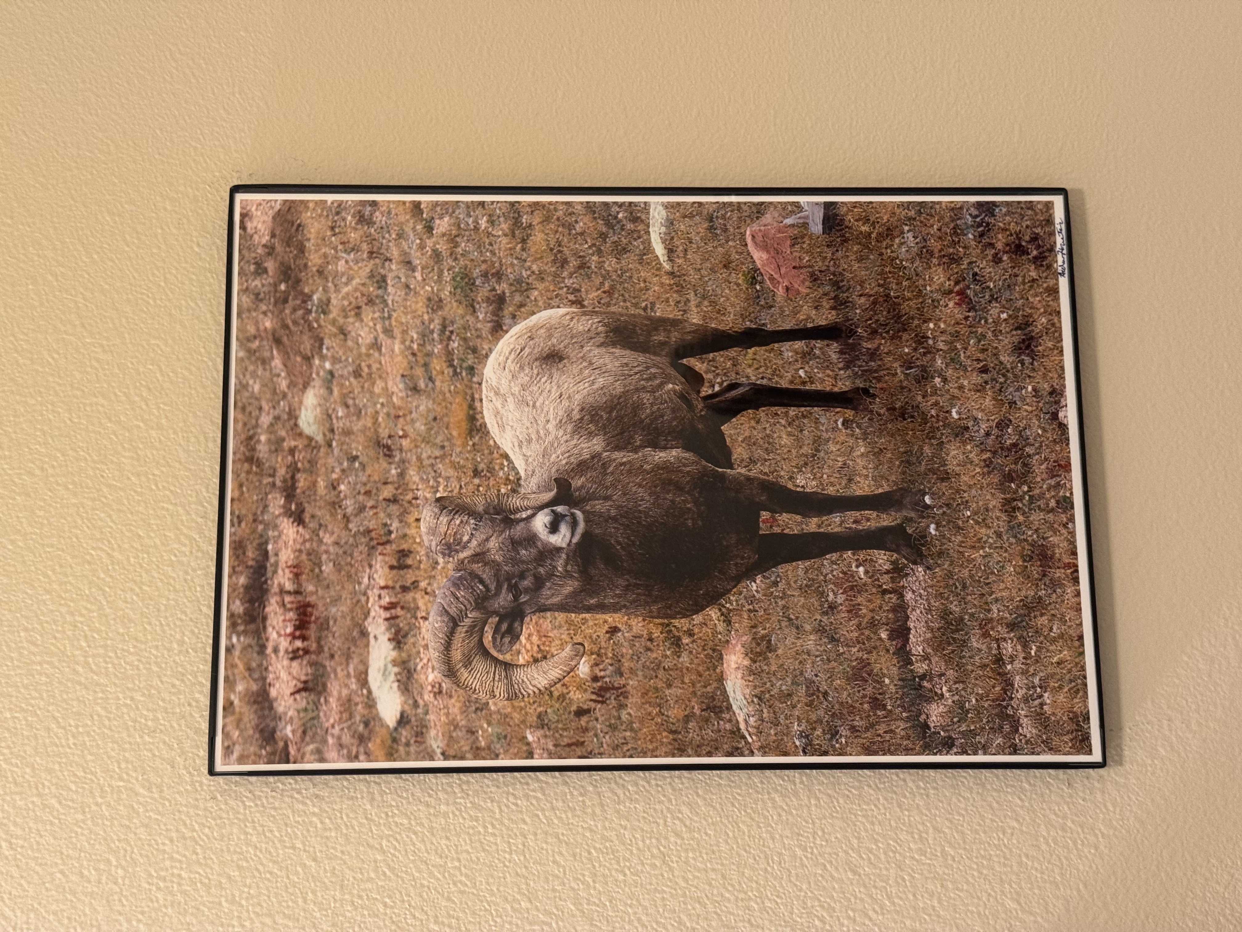 Bighorn Sheep