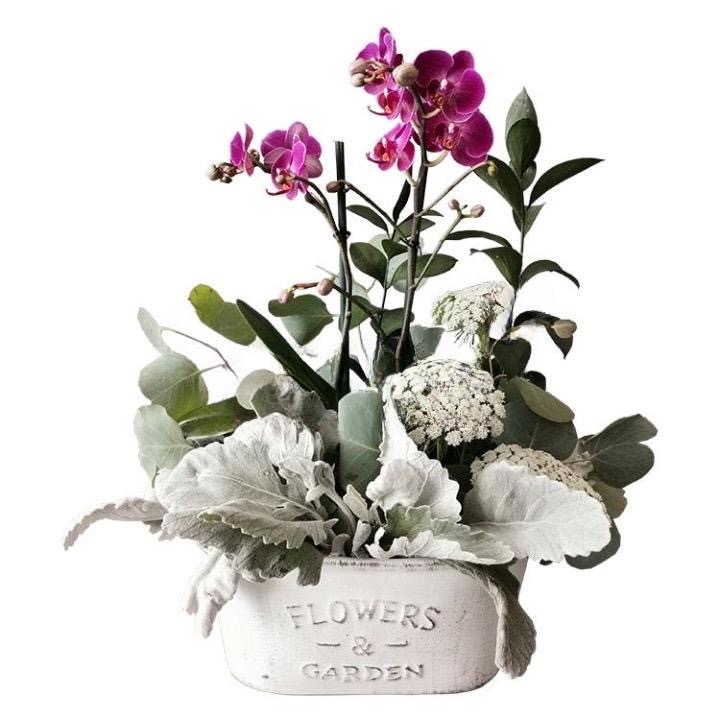 Orquídea de Invierno 