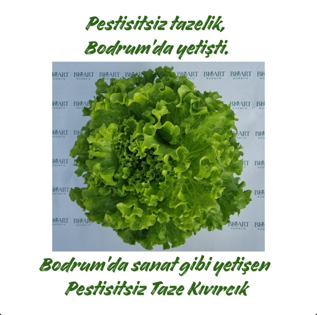 Pestisit İçermeyen Taze Kıvırcık