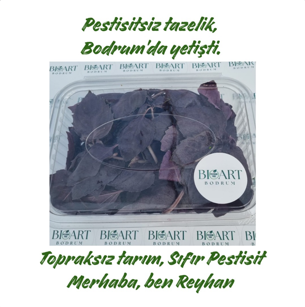 Reyhan (Mor Fesleğen)