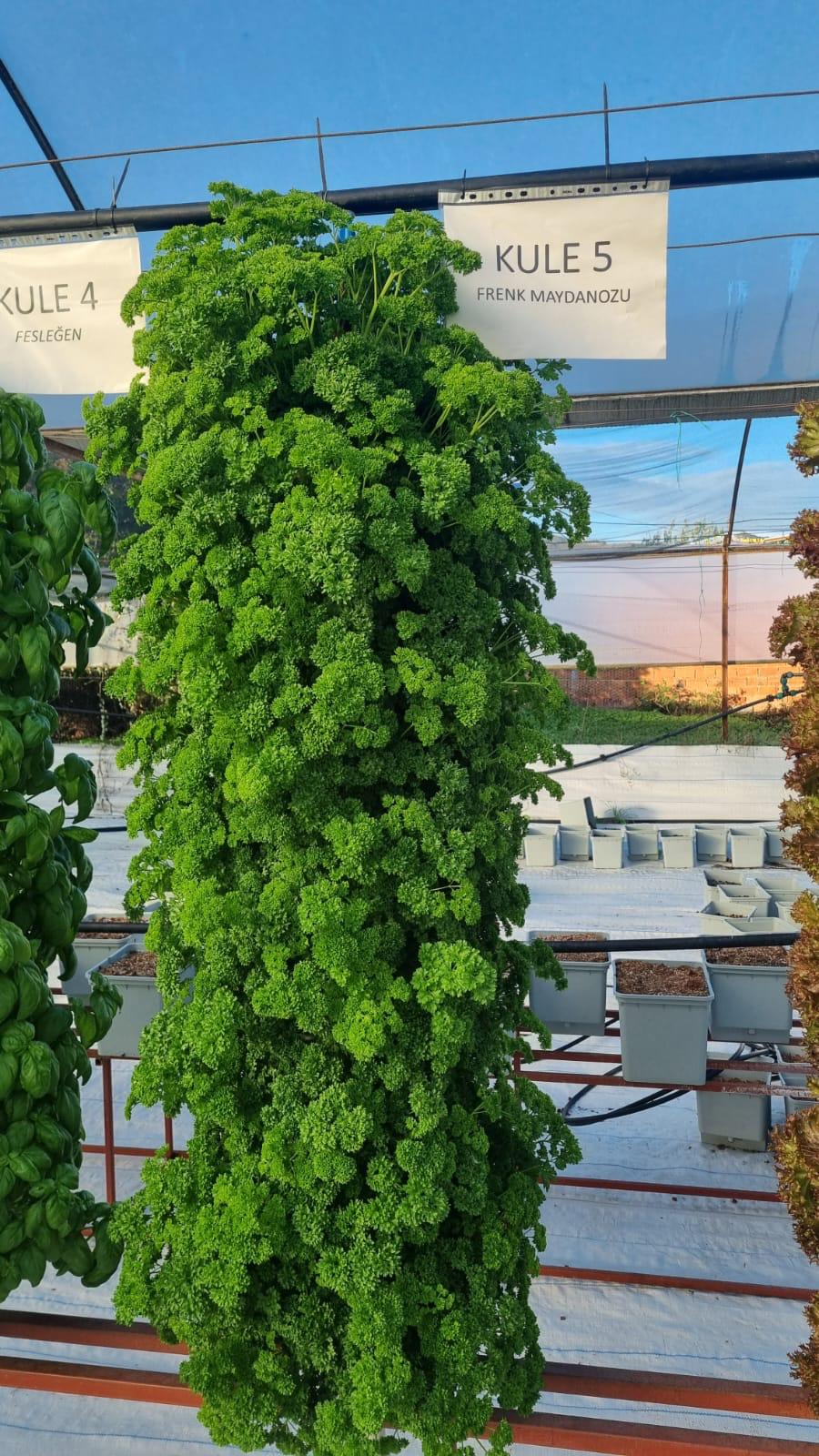 Pestisitsiz Taze Frenk Maydanozu