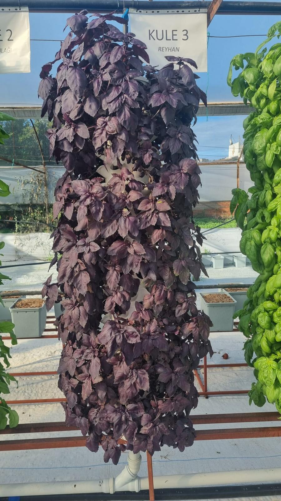 Reyhan (Mor Fesleğen)