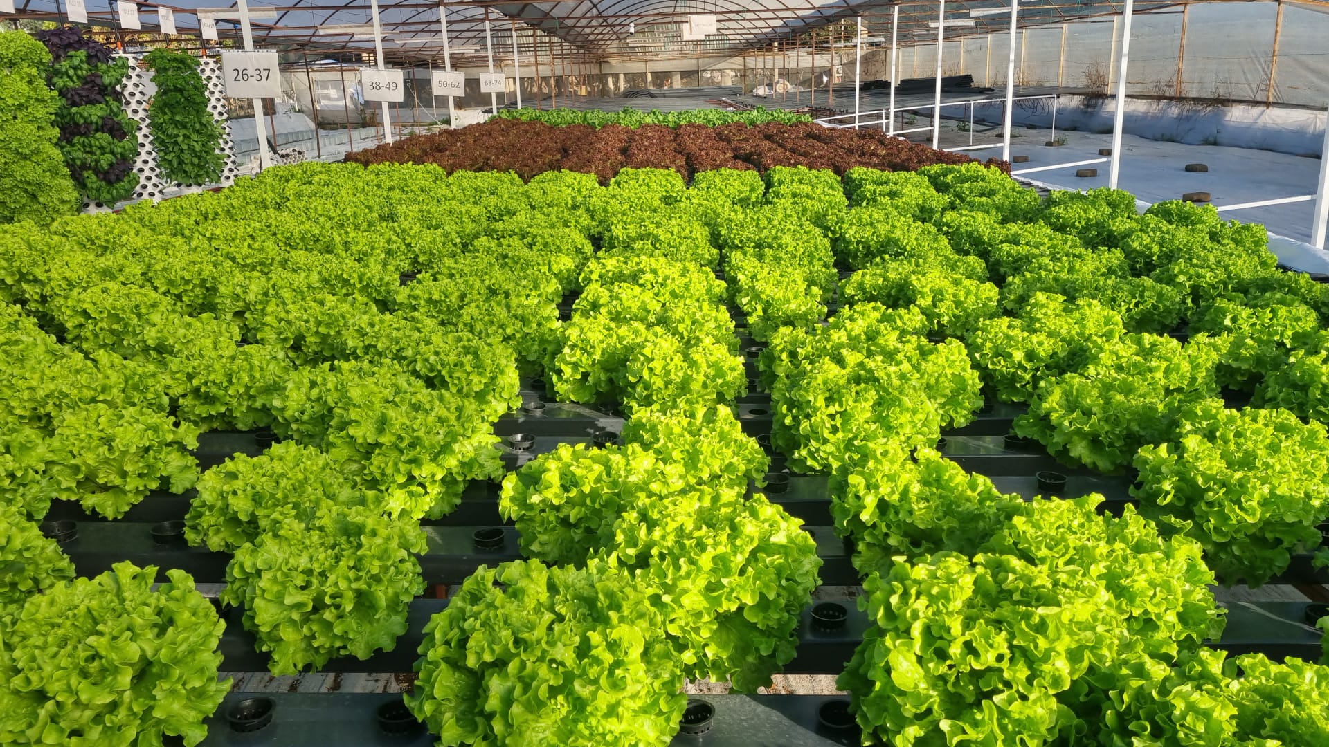 Pestisit İçermeyen Taze Kıvırcık