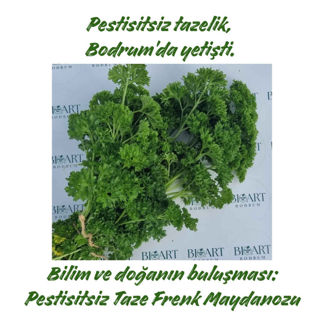 Pestisitsiz Taze Frenk Maydanozu