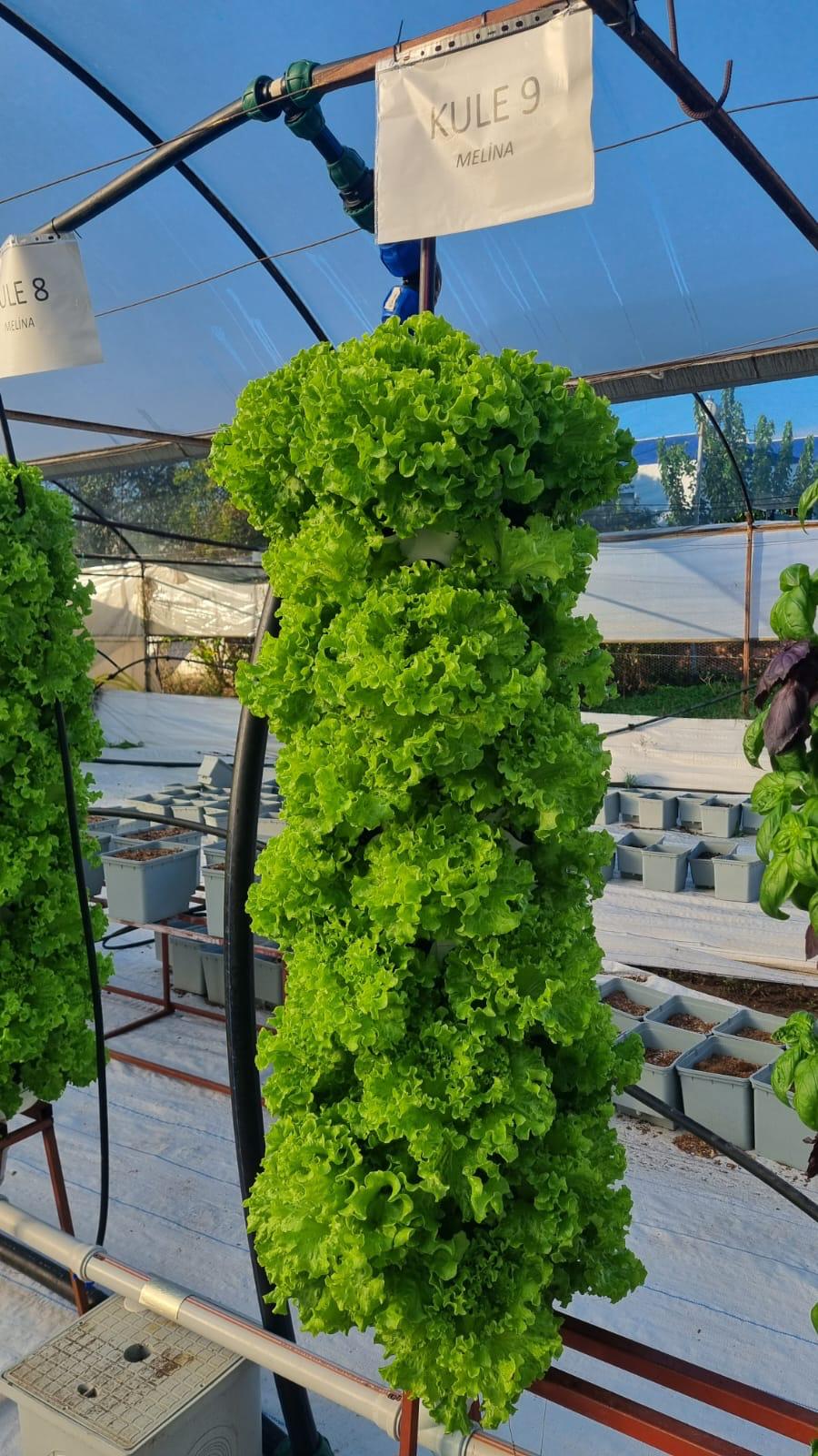 Pestisit İçermeyen Taze Kıvırcık