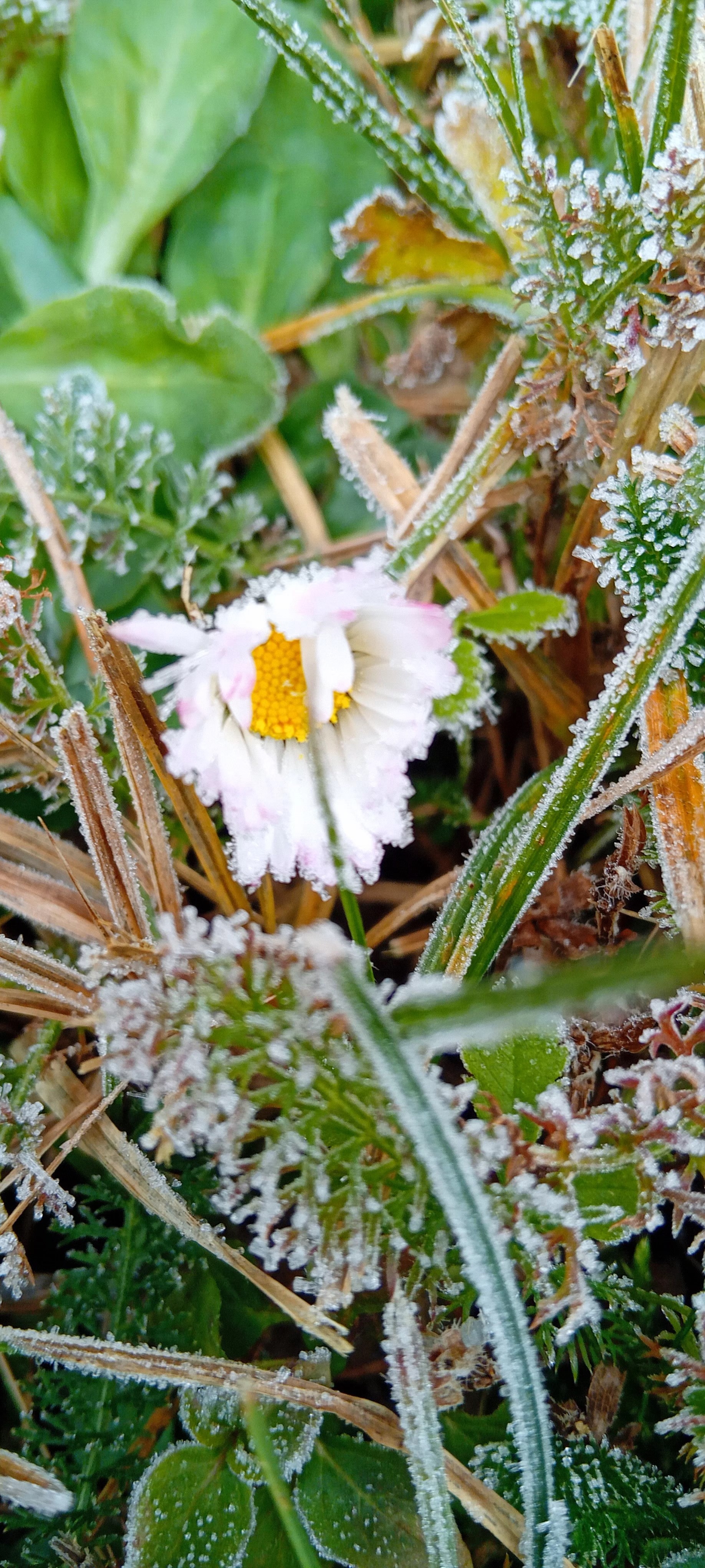 Séance de réflexologie auriculaire