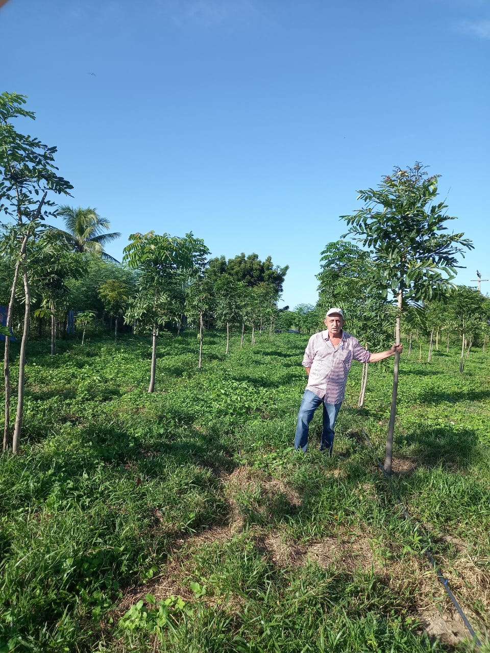 Florestas Mecanizadas 