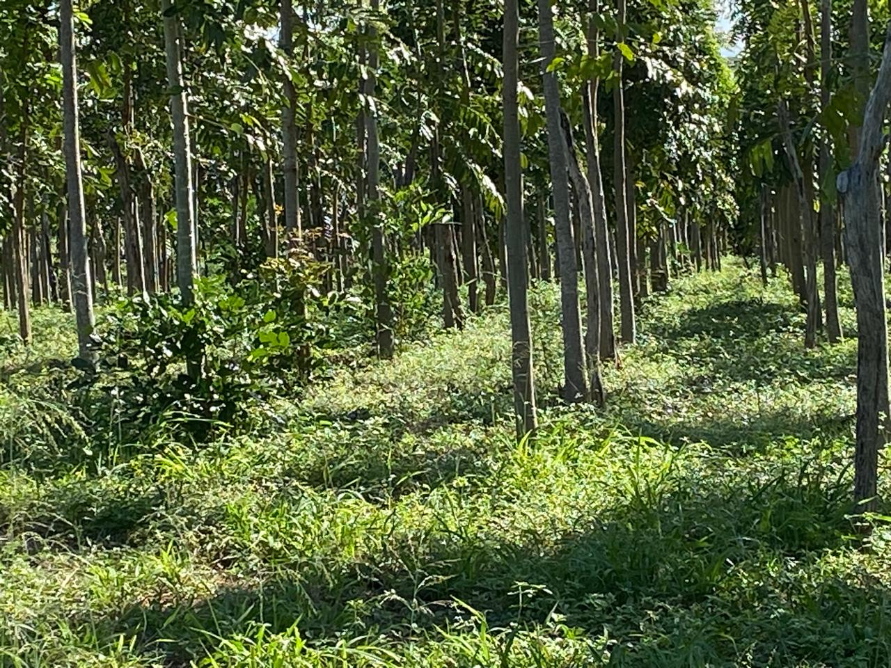 Florestas Mecanizadas 