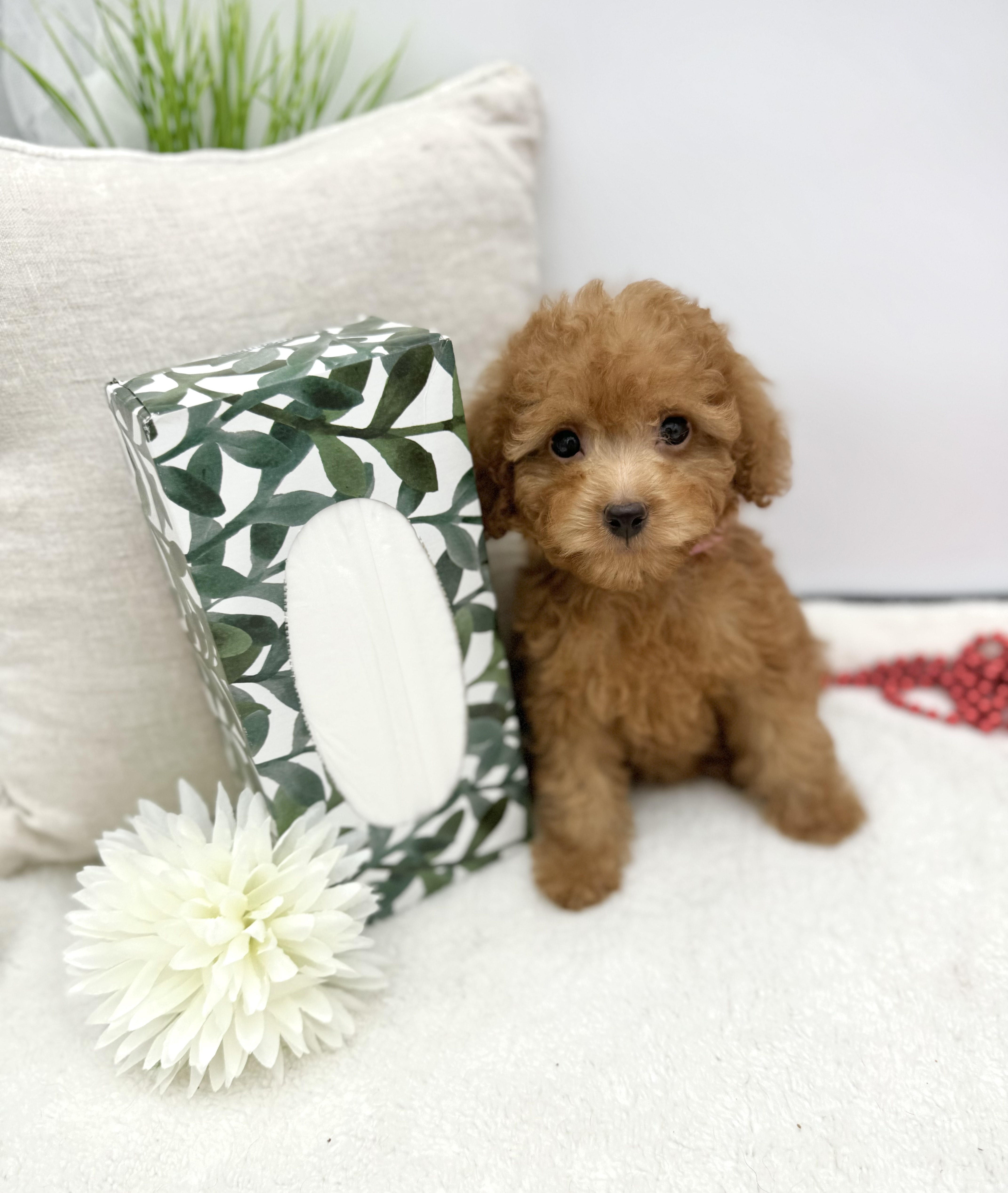 Tiny Toy Poodle