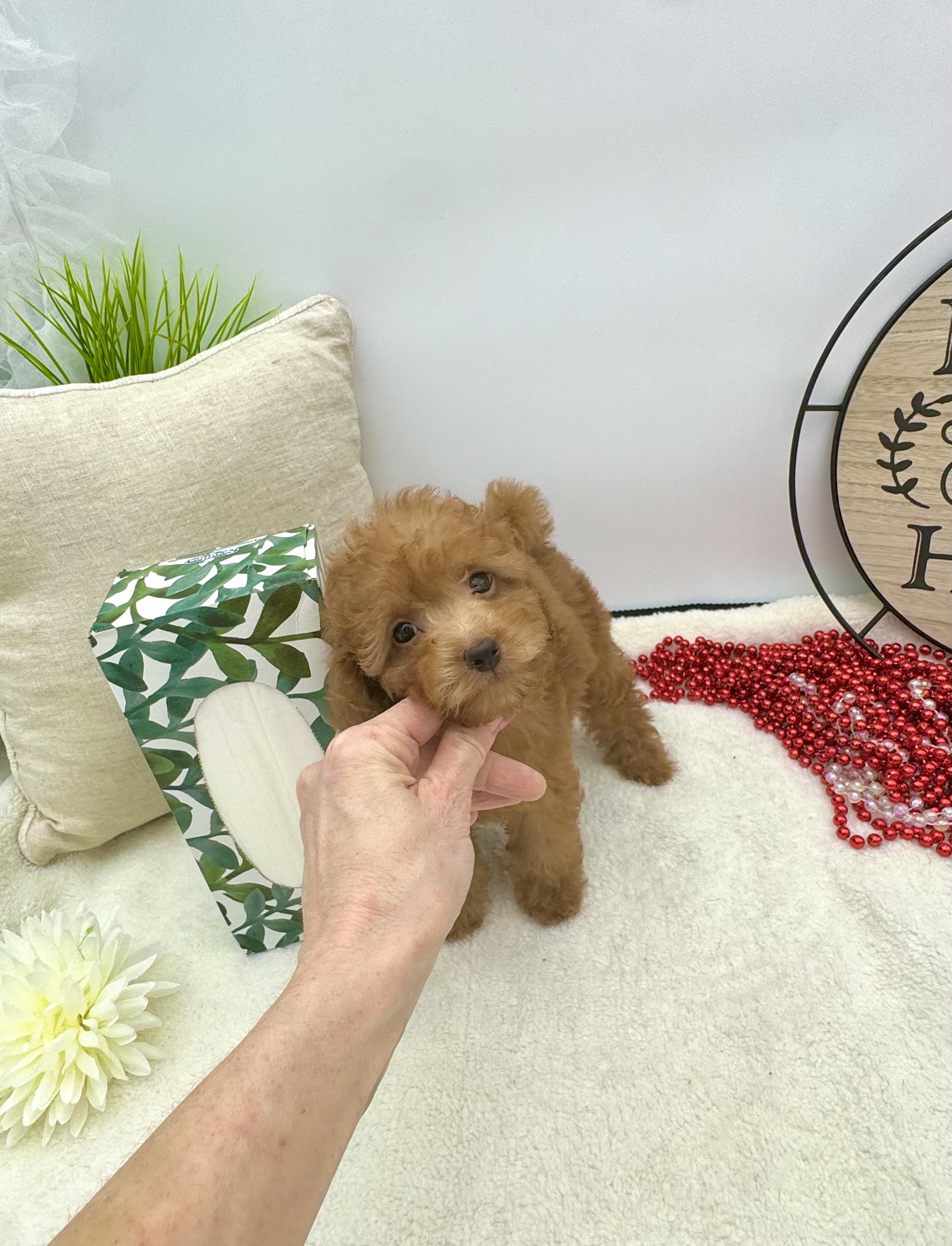 Tiny Toy Poodle