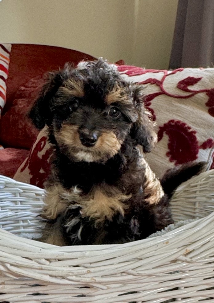 MaltiPoo Female