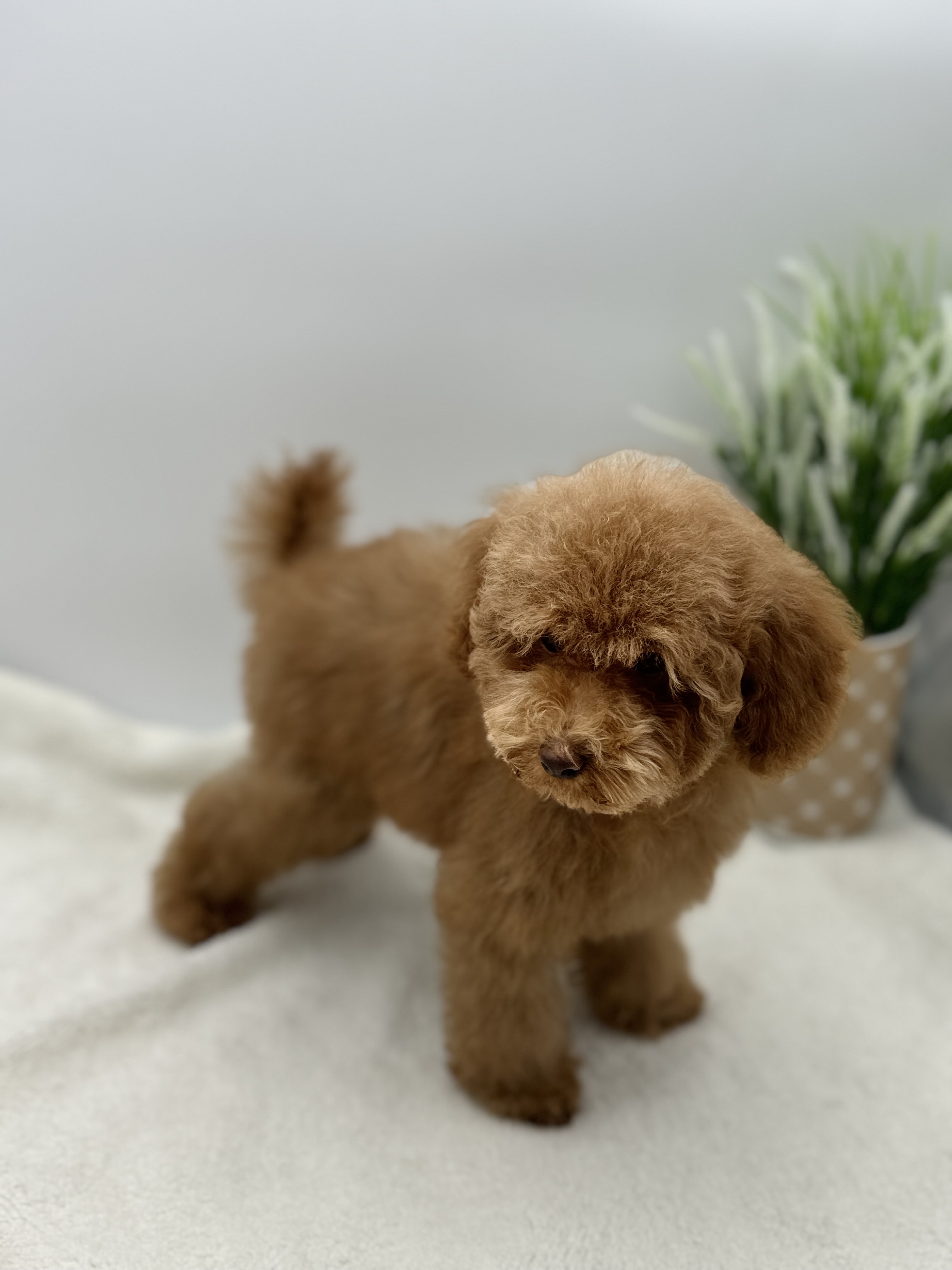 Toy Poodle Puppy
