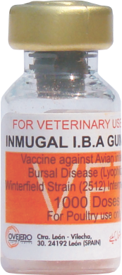 INMUGAL I.B.A GUMBORO