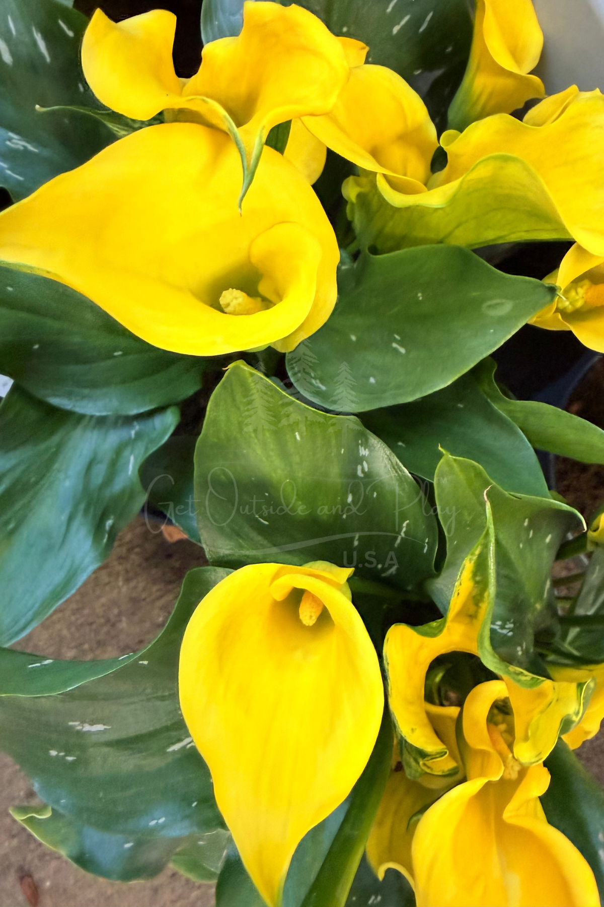 Yellow Calla Lily – Pacific Northwest Flower Photo | Elegant Floral Image for Bloggers & Creators