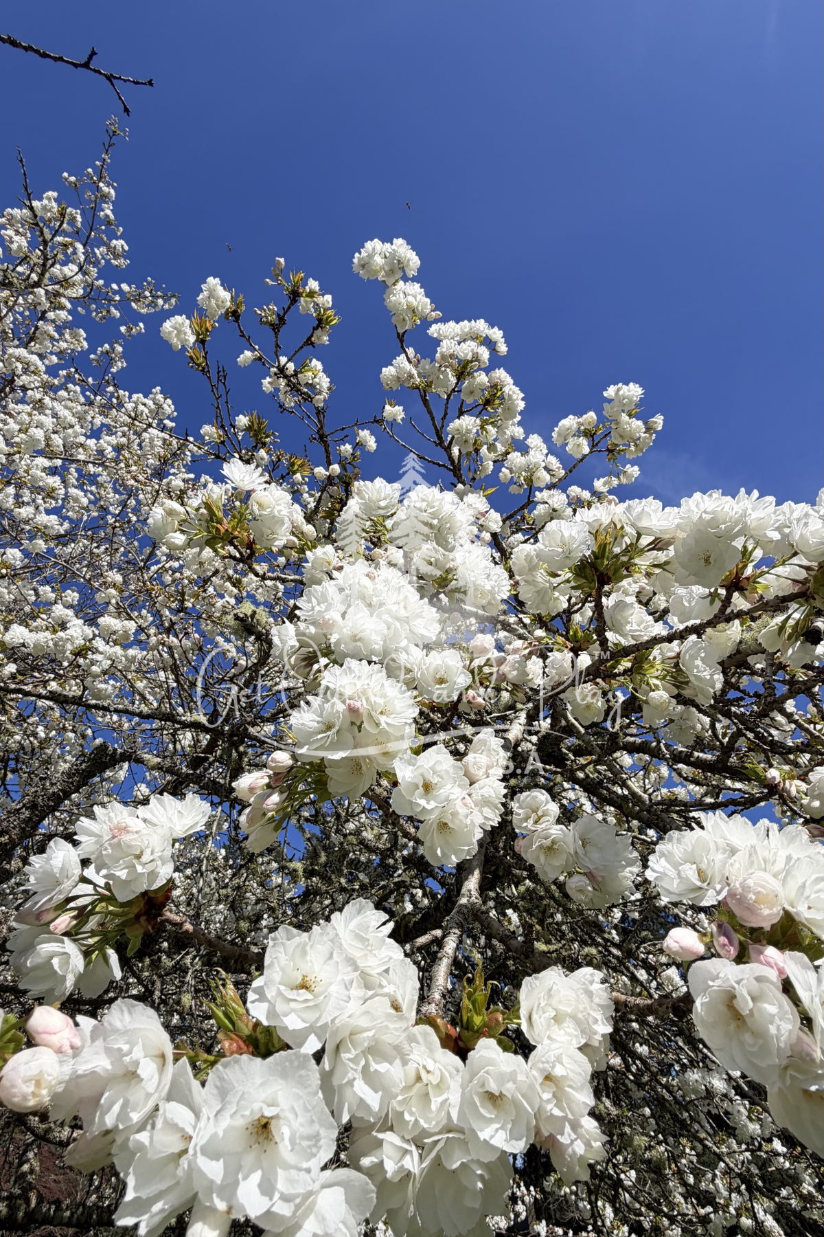 Flowering Cherry Tree in Bloom – Pacific Northwest Cherry Blossom Photo | Spring Floral Image for Bloggers & Creators