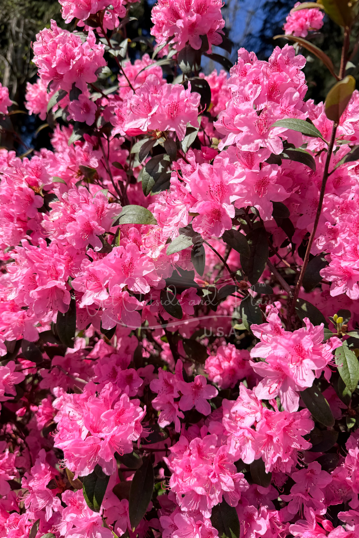 Pink Azalea in Bloom – Pacific Northwest Flower Photo | Bright Spring Floral Image for Bloggers & Creators