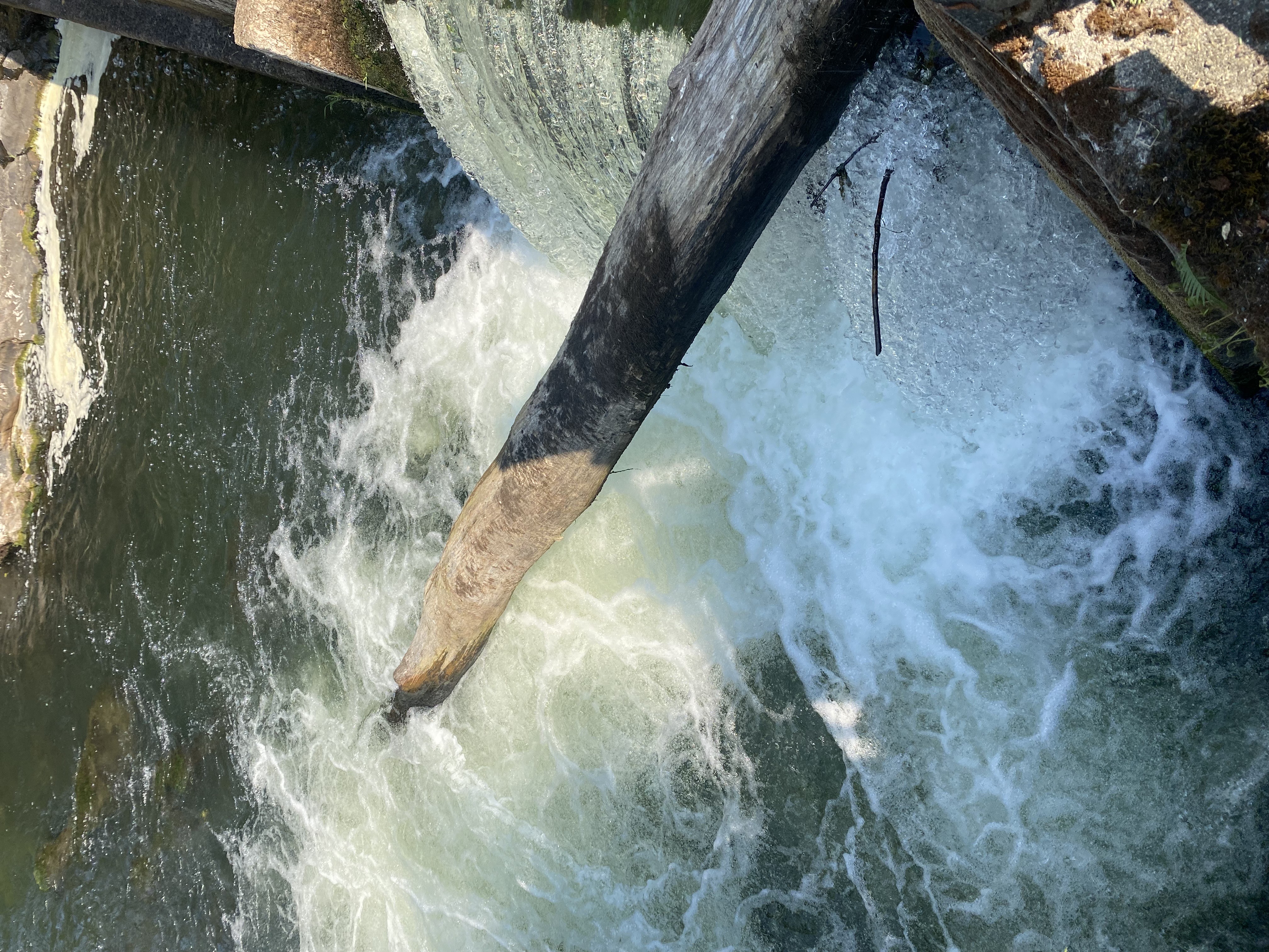 Tumwater Falls, Washington — 5-Photo Nature Set