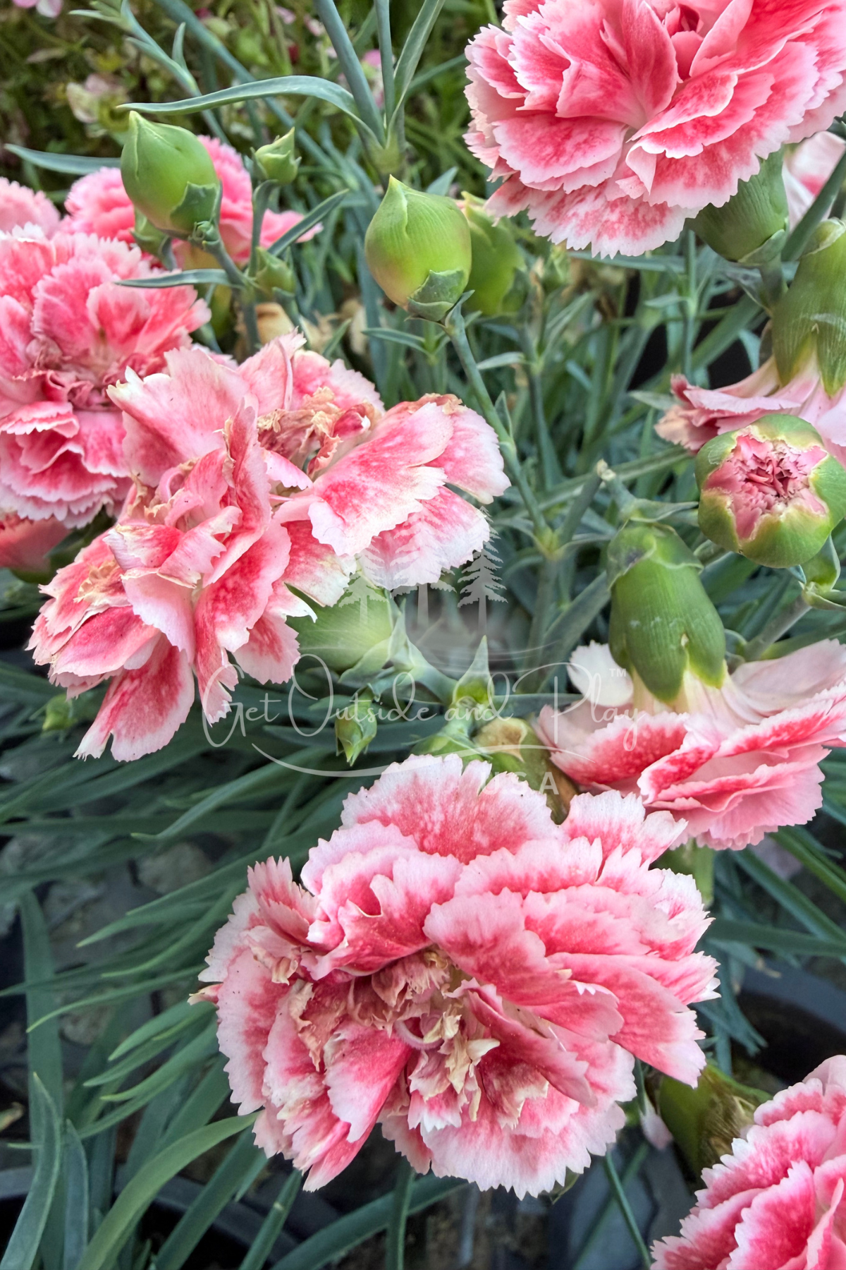 Pink Carnations – Pacific Northwest Flower Photo | Soft Floral Image for Bloggers & Creators