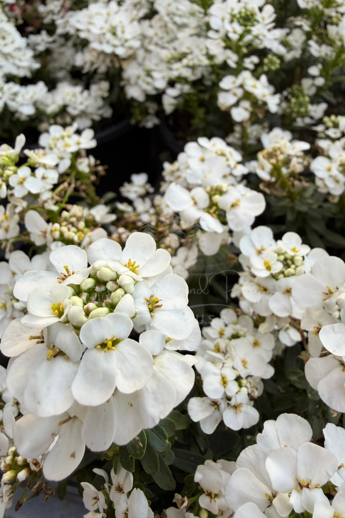 Candytuft Flowers – Pacific Northwest Floral Photo | Soft White Flower Image for Bloggers & Creators