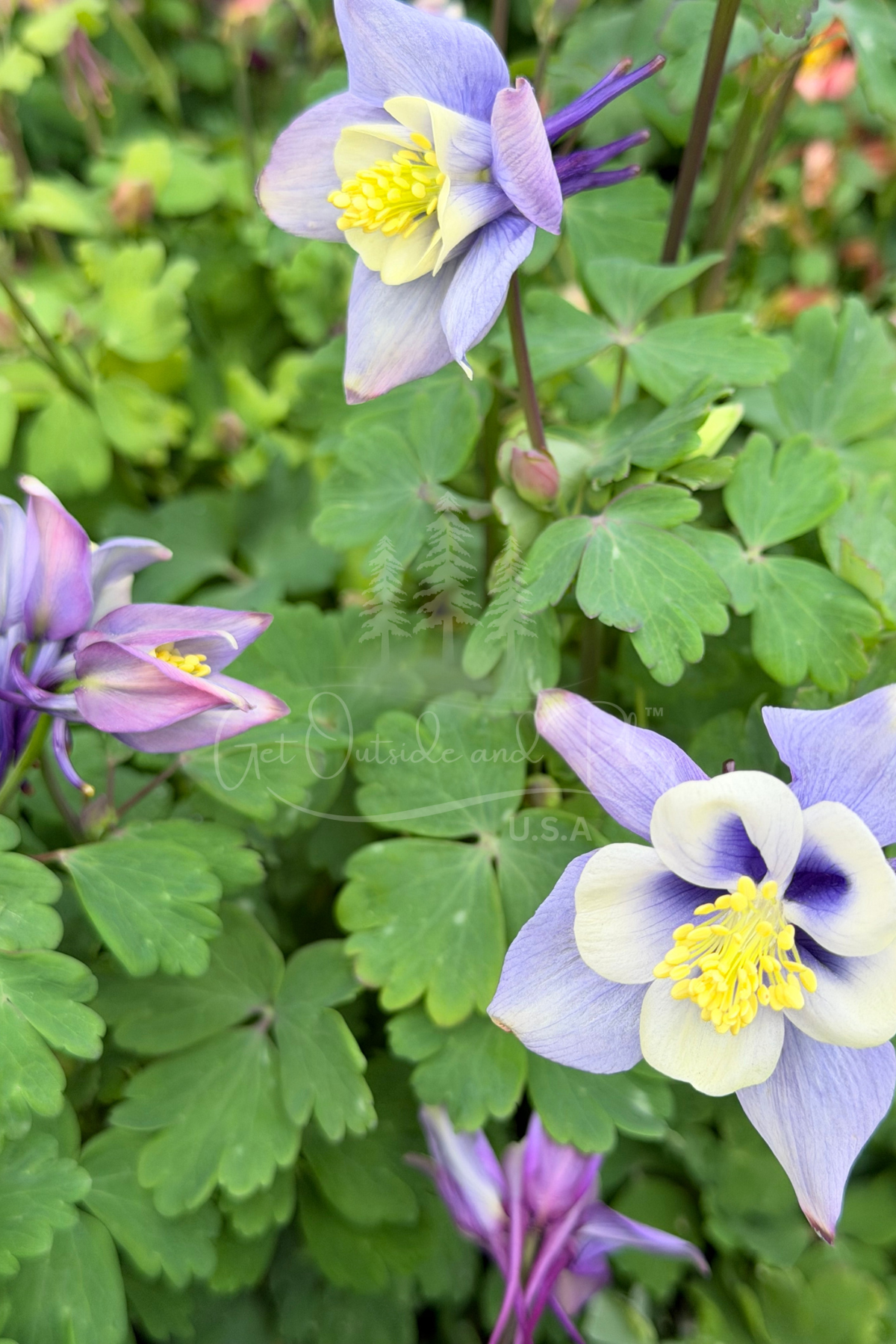 Columbine Flower – Pacific Northwest Wildflower Photo | Delicate Floral Image for Bloggers & Creators