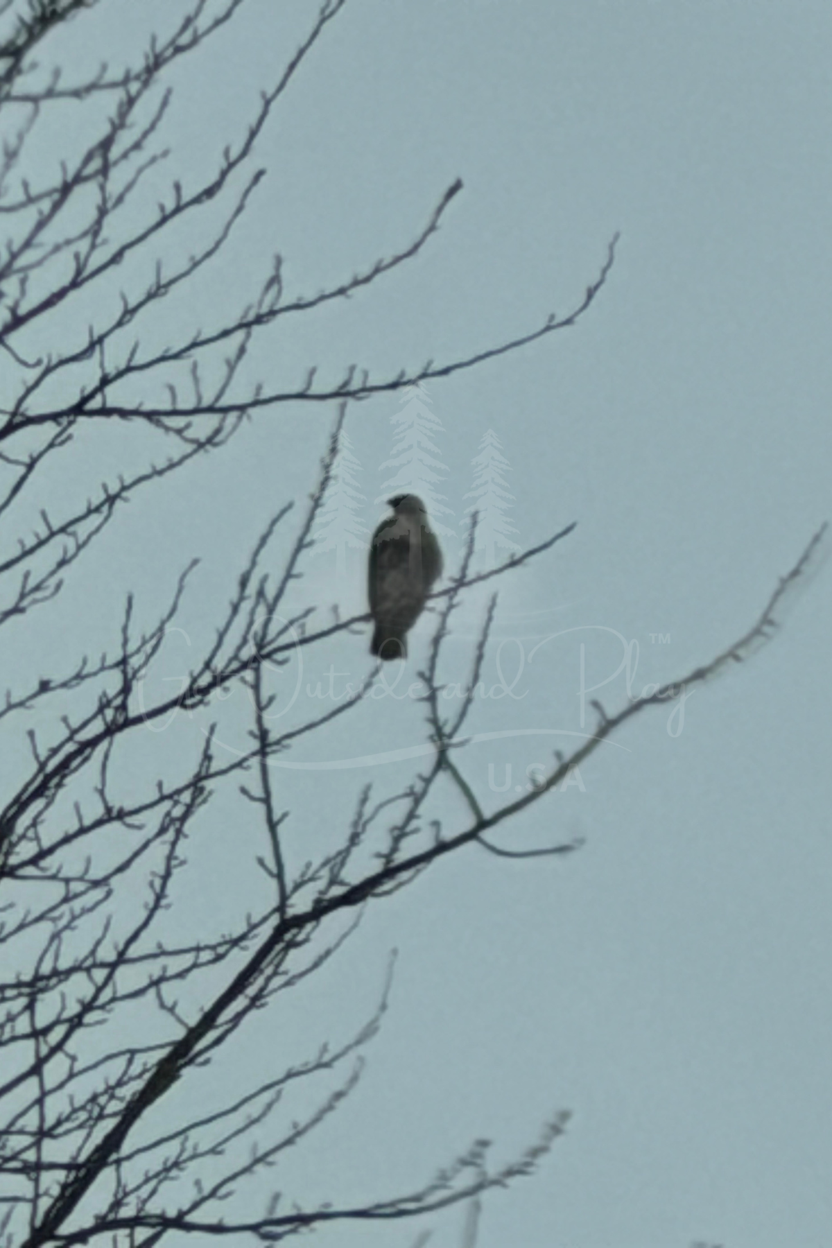 Bonneville Dam Winter Photo Bundle – Columbia River Gorge, Visitor Center, Wildlife & Scenic Views (5-Pack)