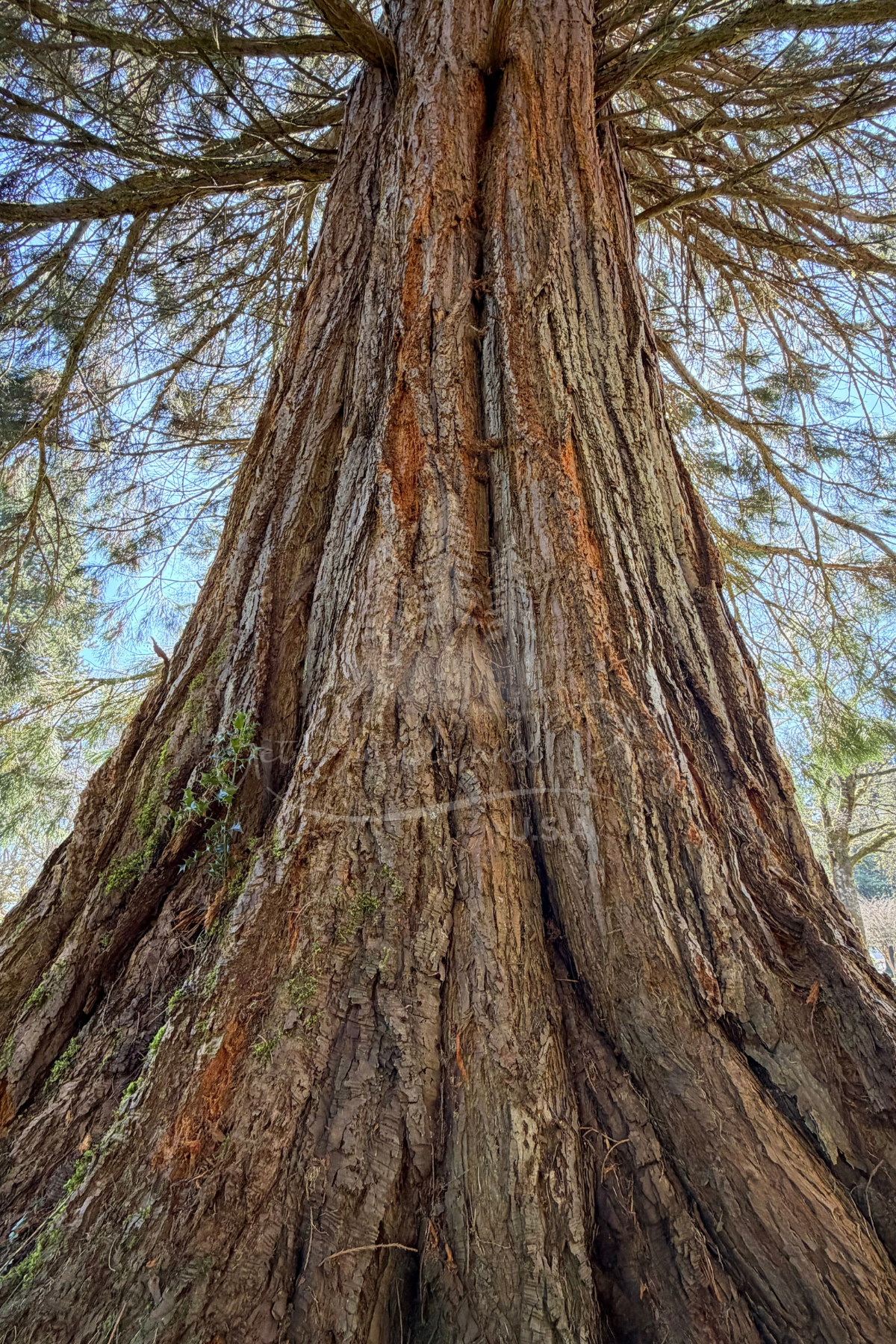 Sequoia Tree Photo – Pacific Northwest Nature Image | Redwood Style Forest Photography | Outdoor Adventure Content for Bloggers