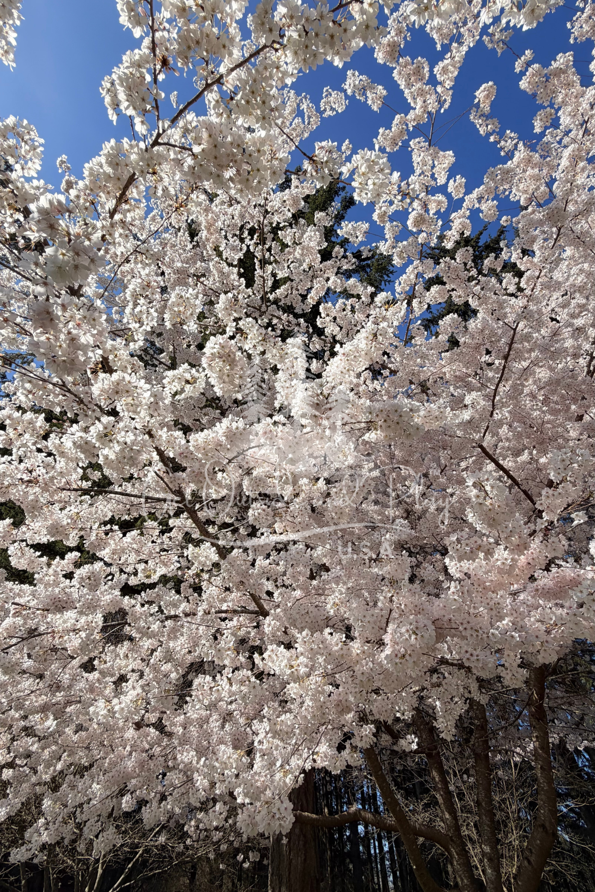Flowering Cherry Tree in Bloom  3– Pacific Northwest Cherry Blossom Photo | Spring Floral Image for Bloggers & Creators