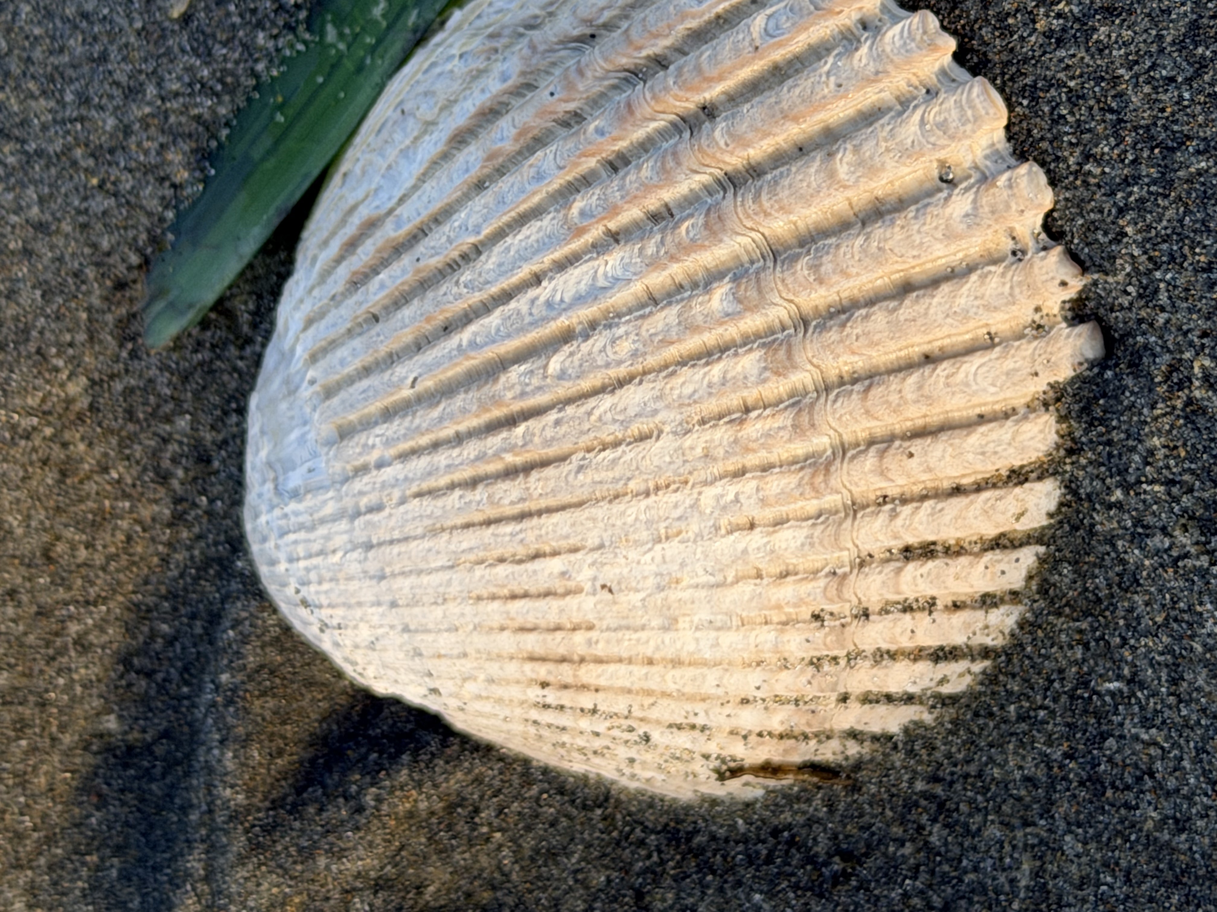 Grayland State Park Fall Photo Bundle (5 Natural Images) 1