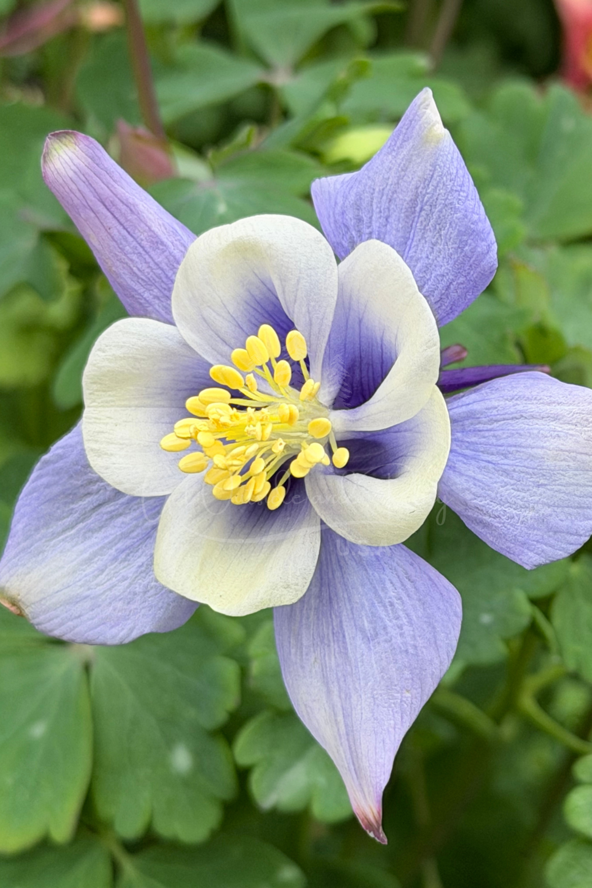 Columbine Flower – Pacific Northwest Wildflower Photo | Delicate Floral Image for Bloggers & Creators