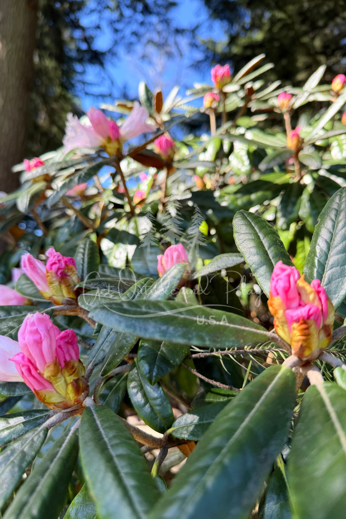 Pink Budding Rhododendron – Pacific Northwest Flower Photo | Early Spring Floral Image for Bloggers & Creators