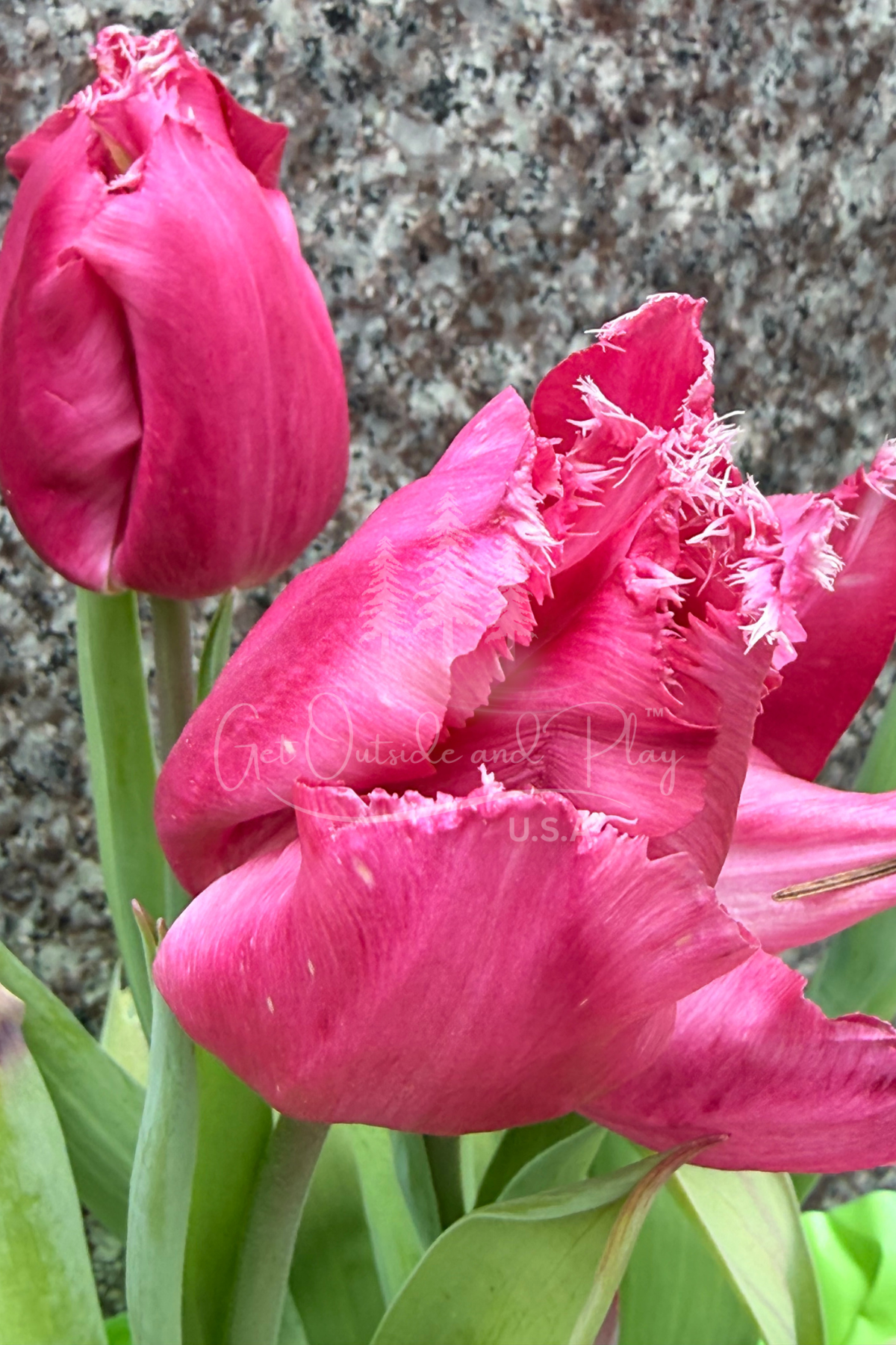 Pink Tulips in Bloom – Pacific Northwest Flower Photo | Fresh Spring Floral Image for Bloggers & Creators