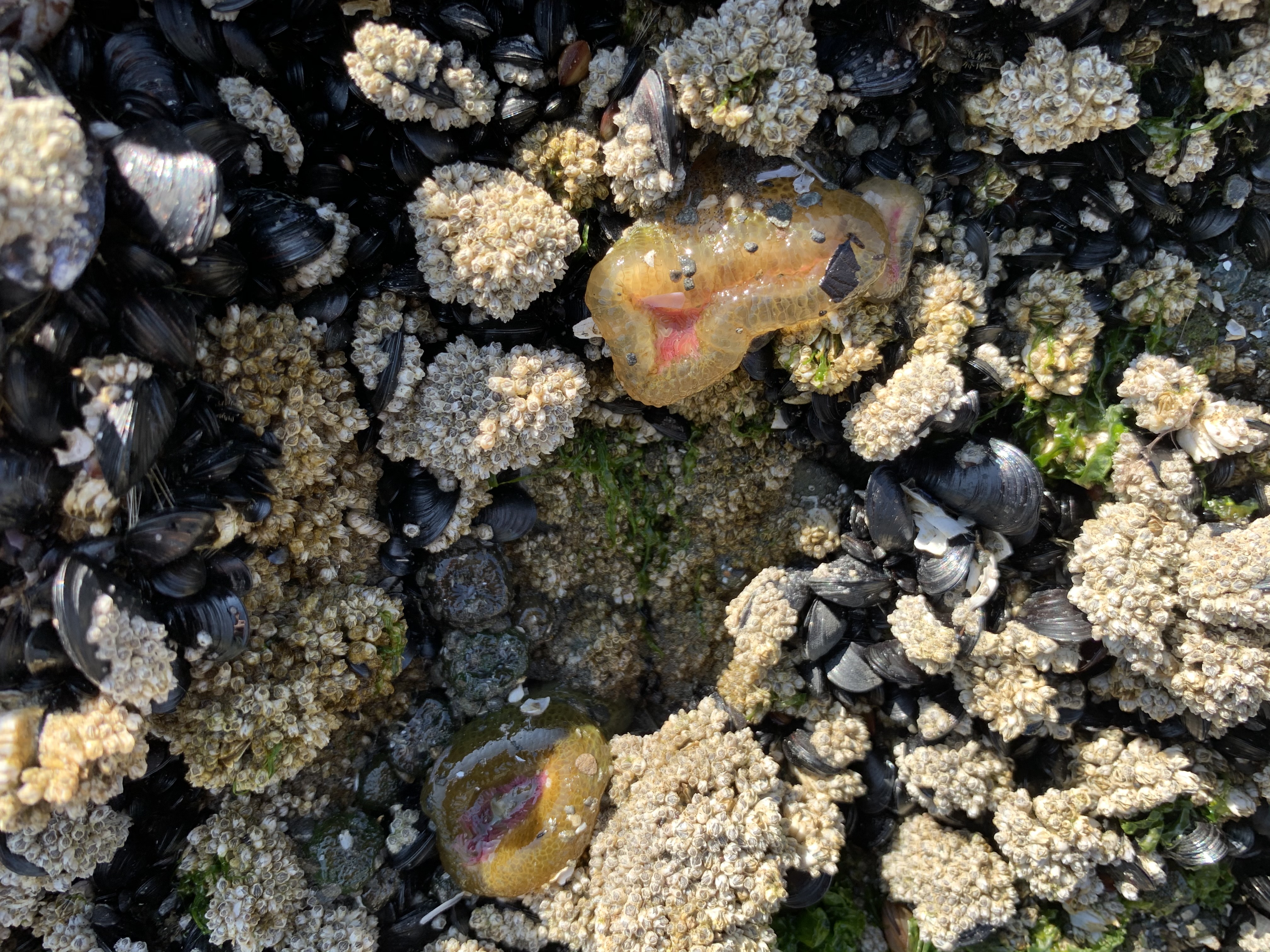 Ruby Beach, Washington Photo Bundle (5 Natural Images)