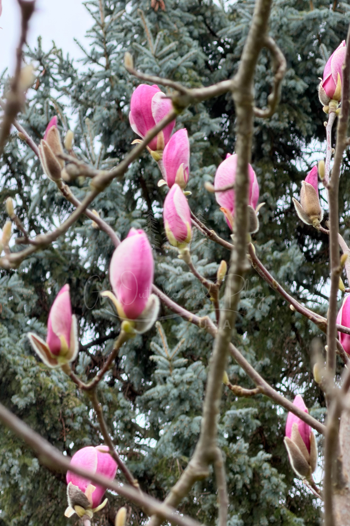 Magnolia Flower in Bloom – Pacific Northwest Floral Photo | Elegant Spring Blossom Image for Bloggers & Creators