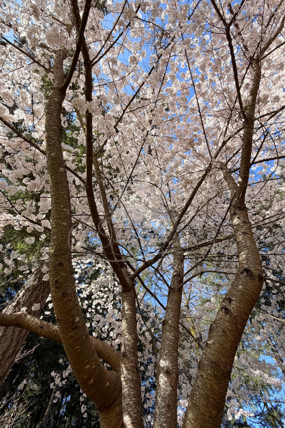 Flowering Cherry Tree in Bloom 2– Pacific Northwest Cherry Blossom Photo | Spring Floral Image for Bloggers & Creators