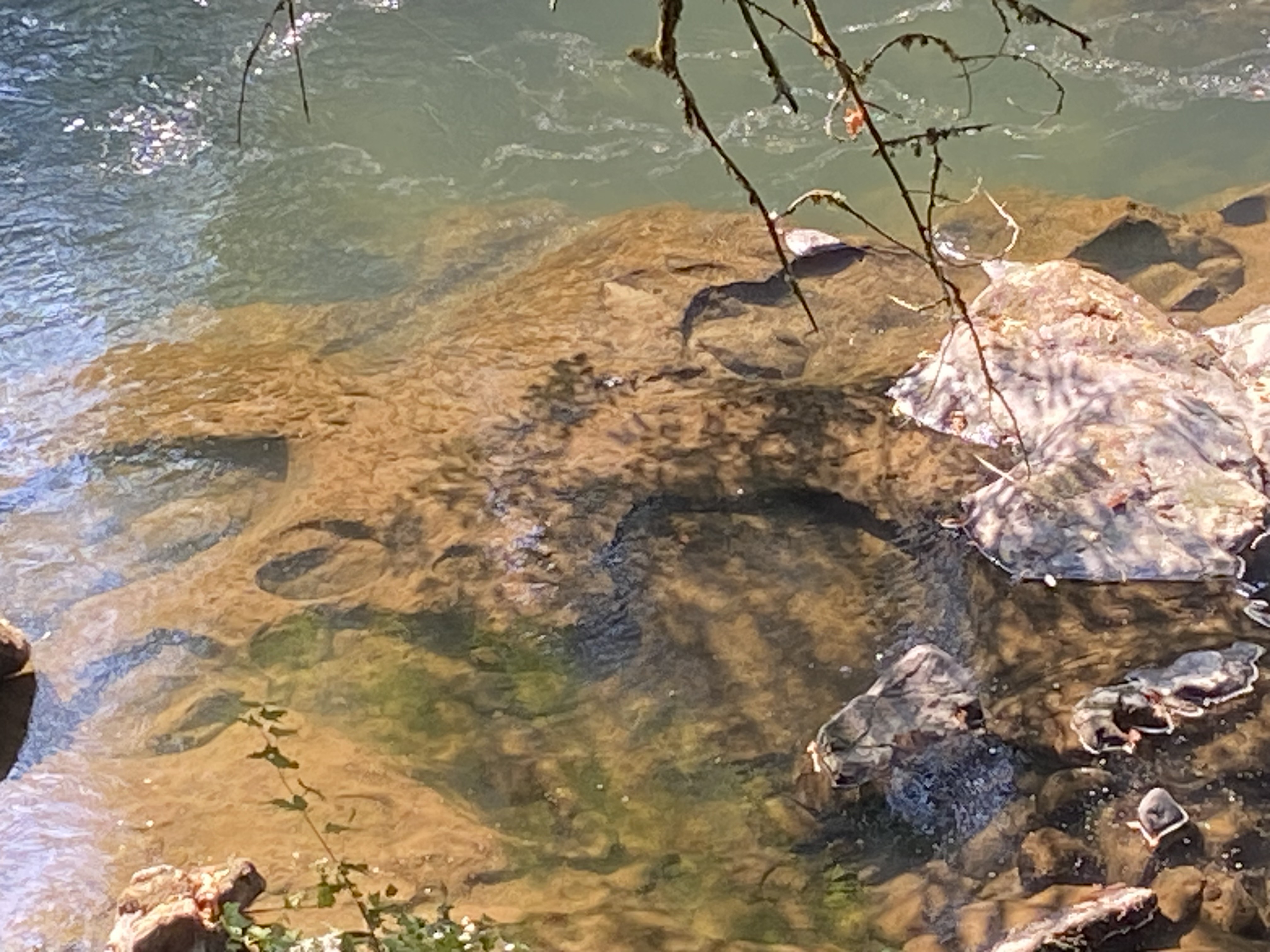 Tumwater Falls, Washington — 5-Photo Nature Set