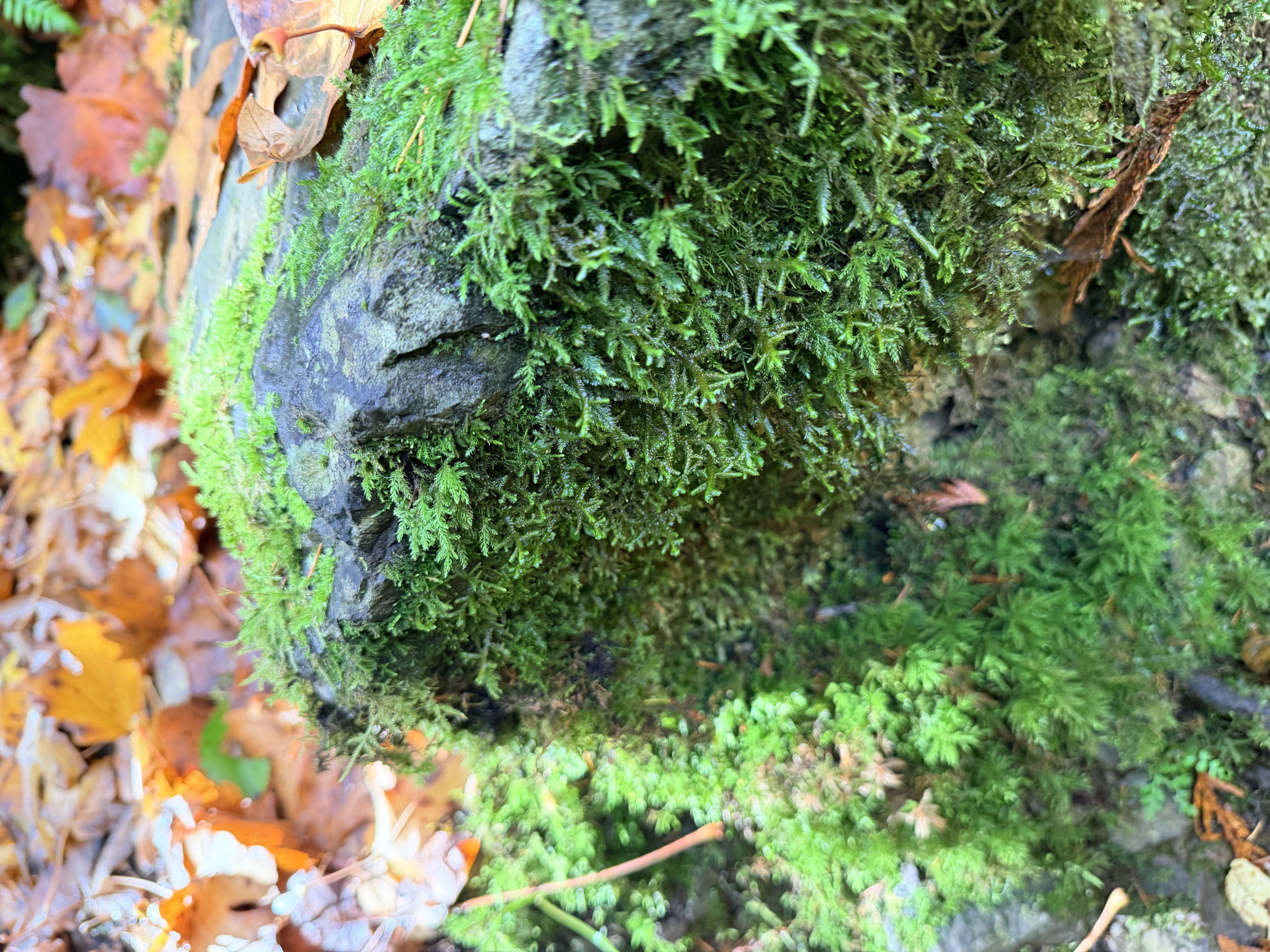 Rocky Brook Falls Photo Bundle (5 Natural Images)